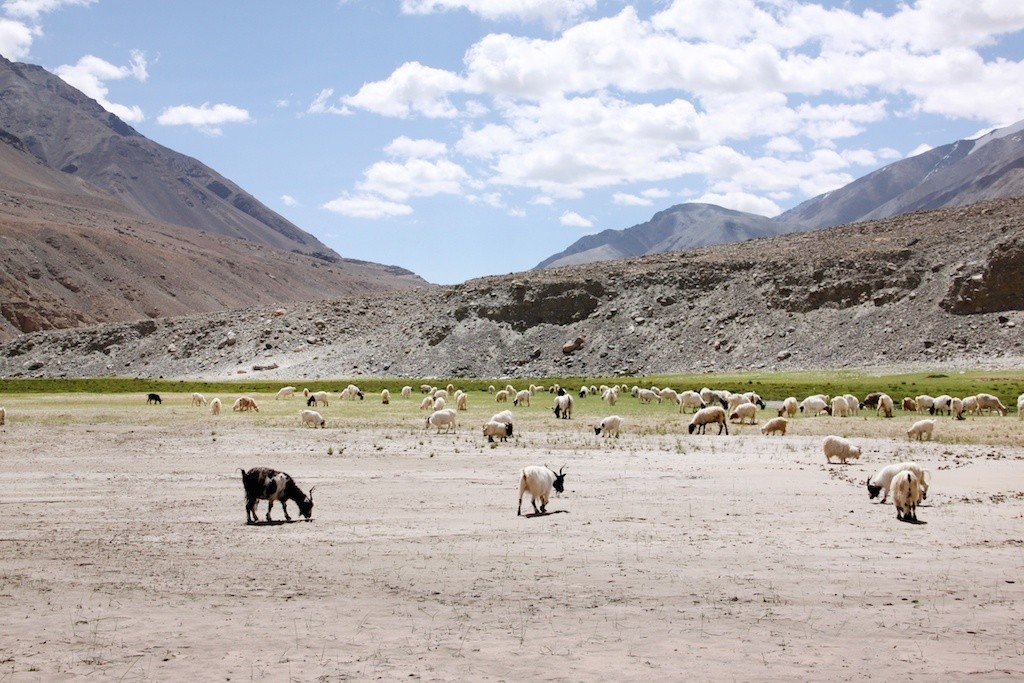 ตะลุยดินแดนโลกพระจันทร์ Leh-Ladakh