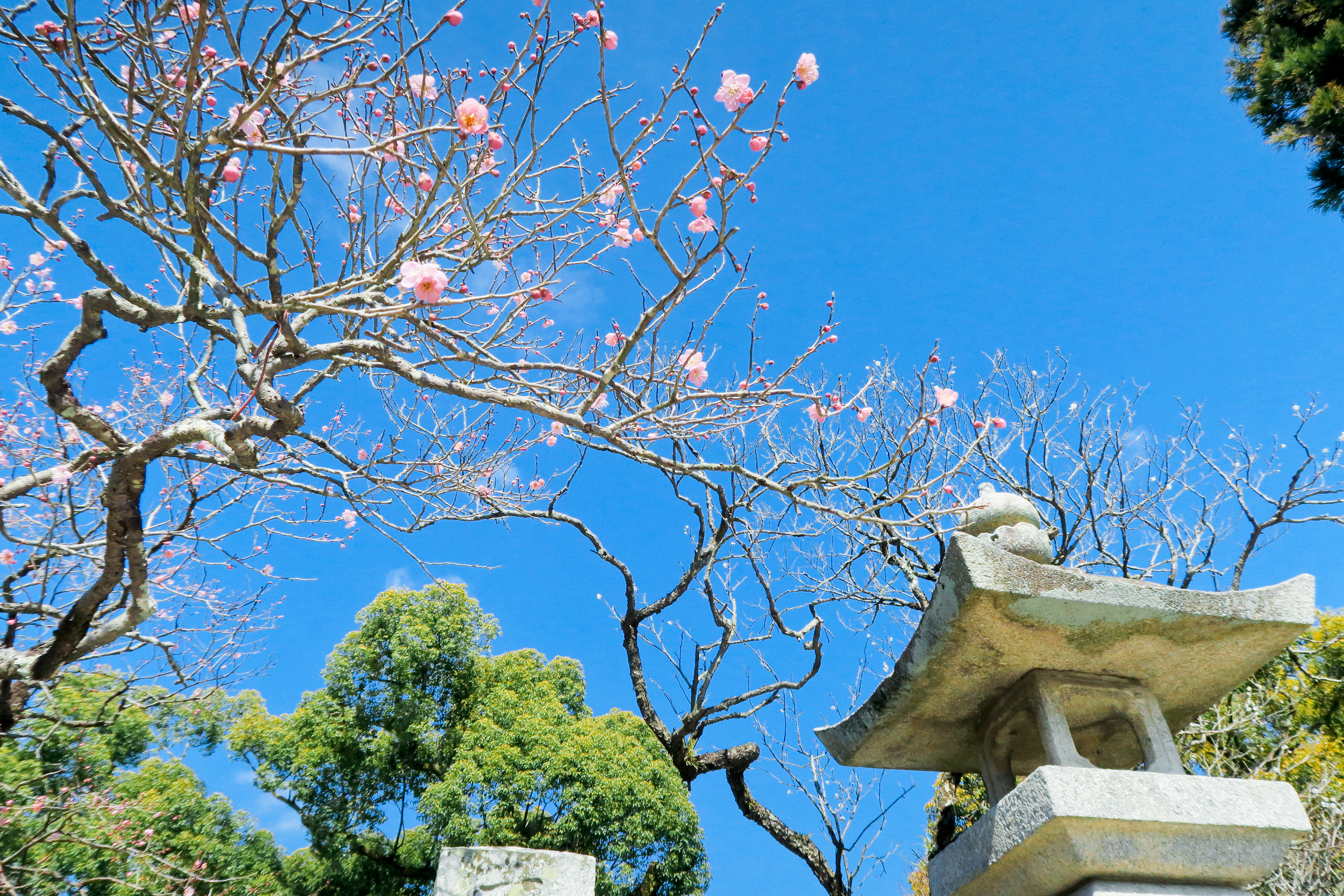 Kyushu Road Trip,Memories of Japan!