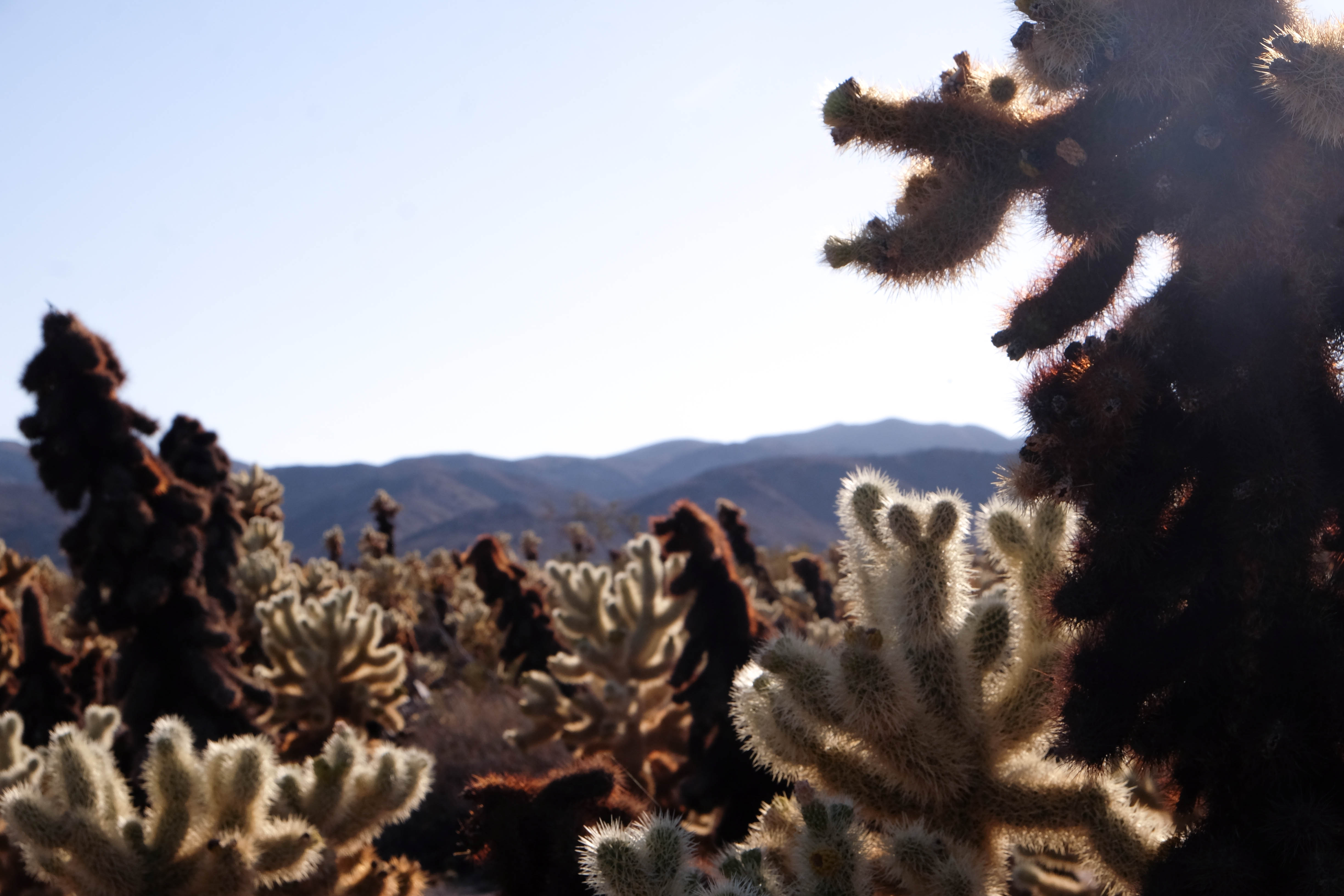 Joshua Trees National Park