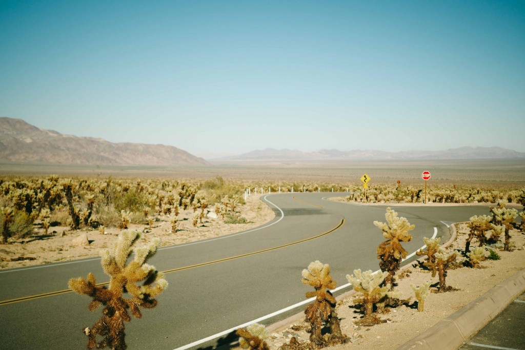 Joshua Trees National Park