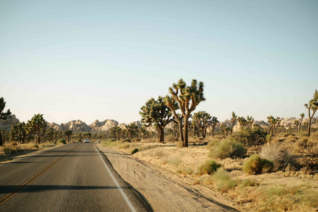 Joshua Trees National Park