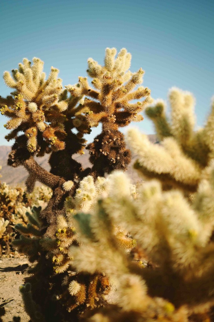 Joshua Trees National Park