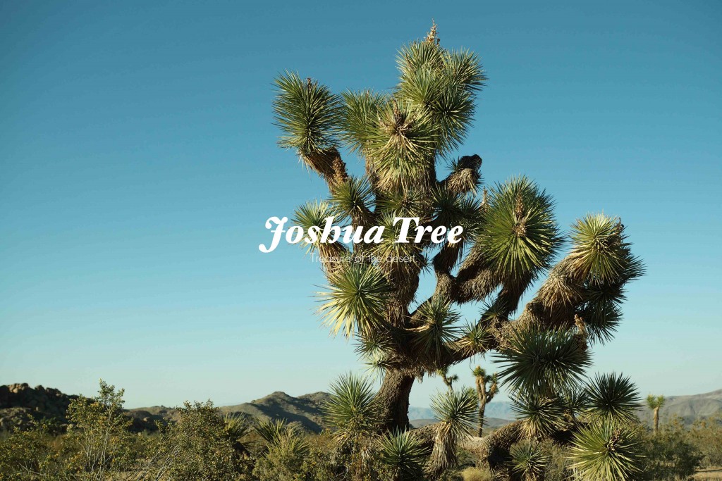 Joshua Trees National Park