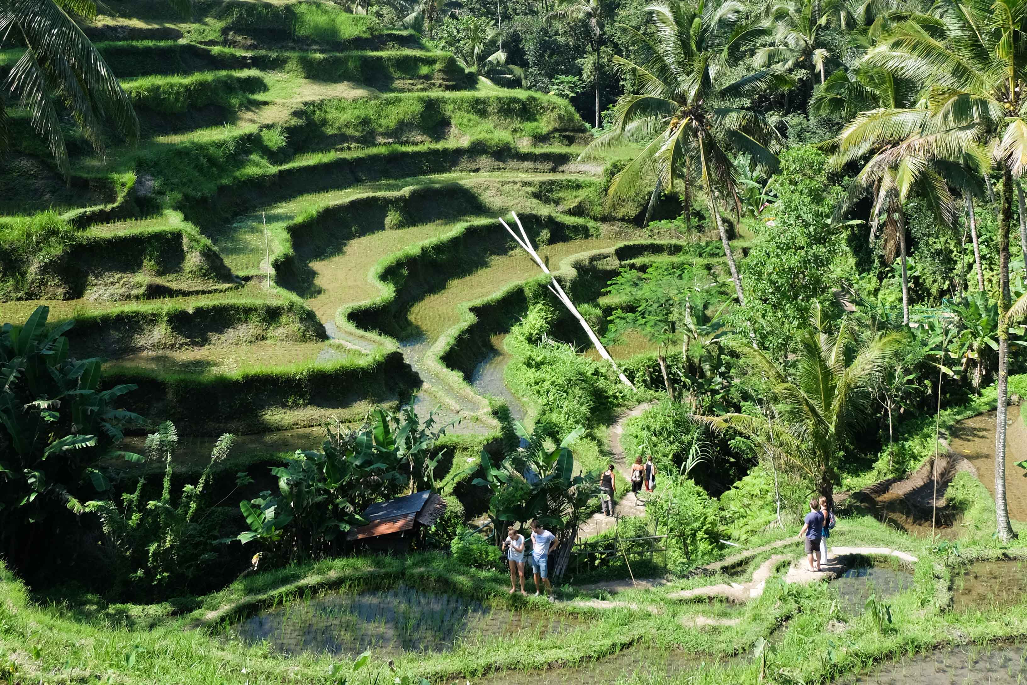 Let loose in Ubud,BALI INDONESIA