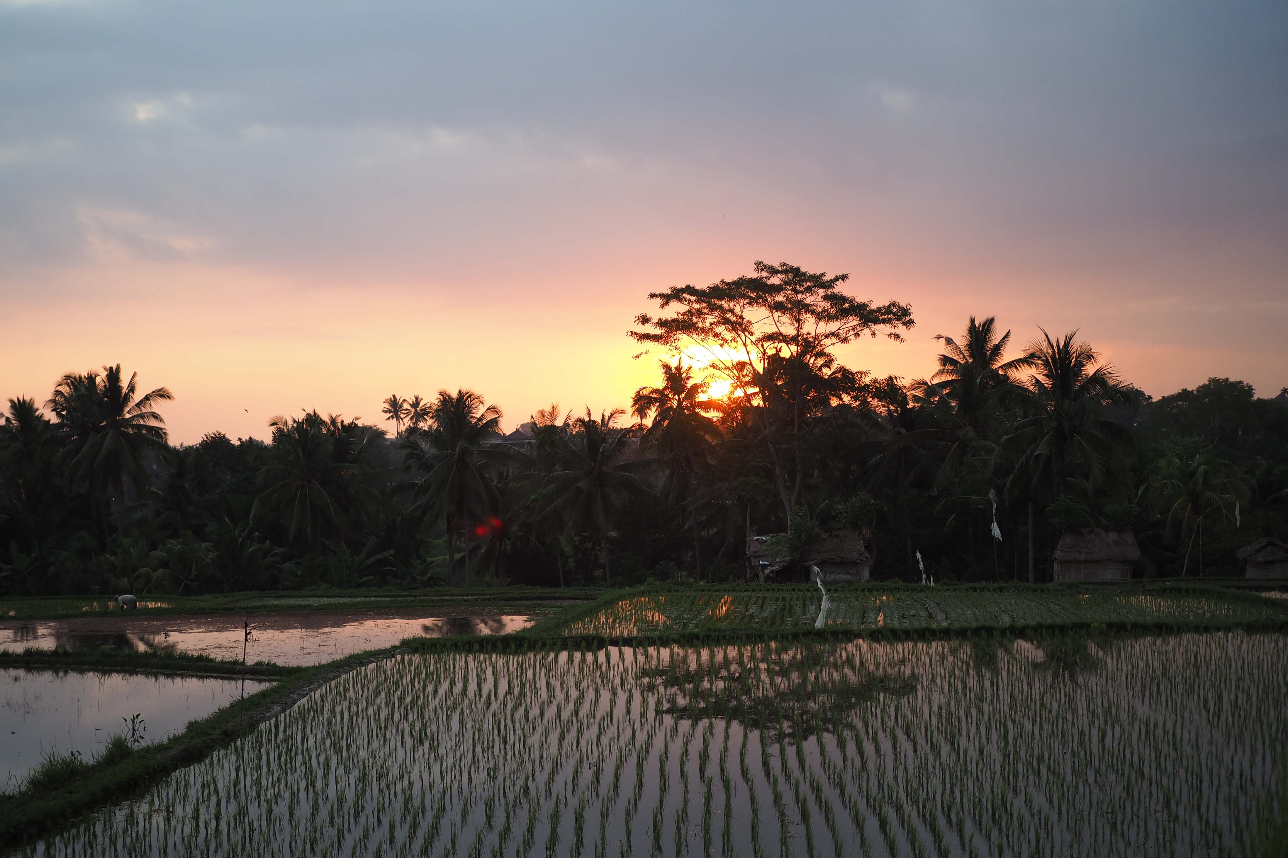 Let loose in Ubud,BALI INDONESIA