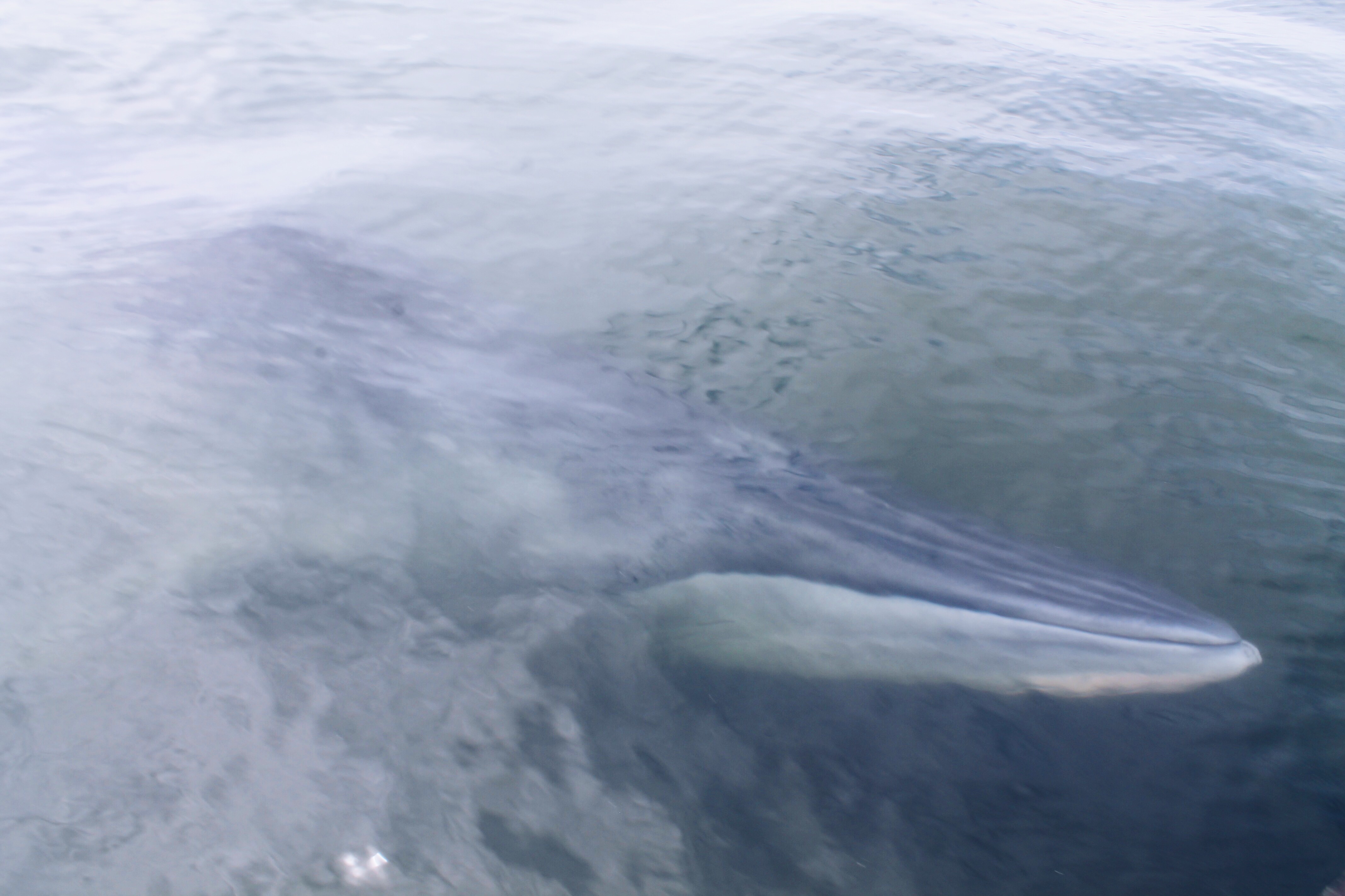 เที่ยวเพชรบุรีปลายปี กินหอย ดูปลาวาฬ ชมพระอาทิตย์ขึ้น สุดฟิน!