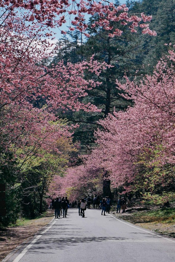 Taiwan&#8217;s Cherry Blossom Festival 2017!