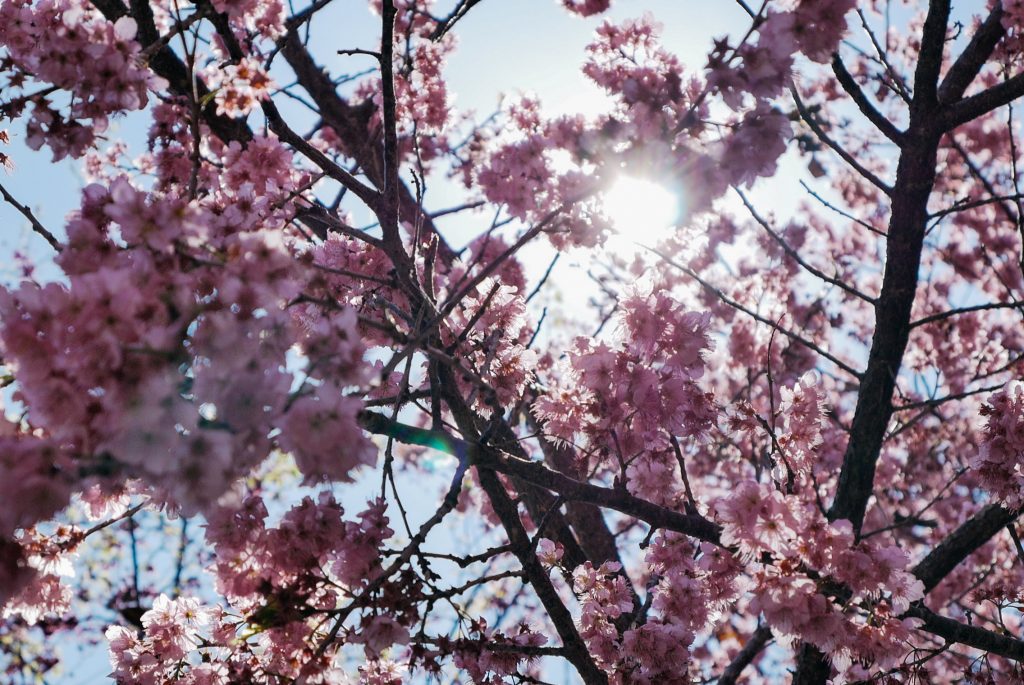 Taiwan&#8217;s Cherry Blossom Festival 2017!