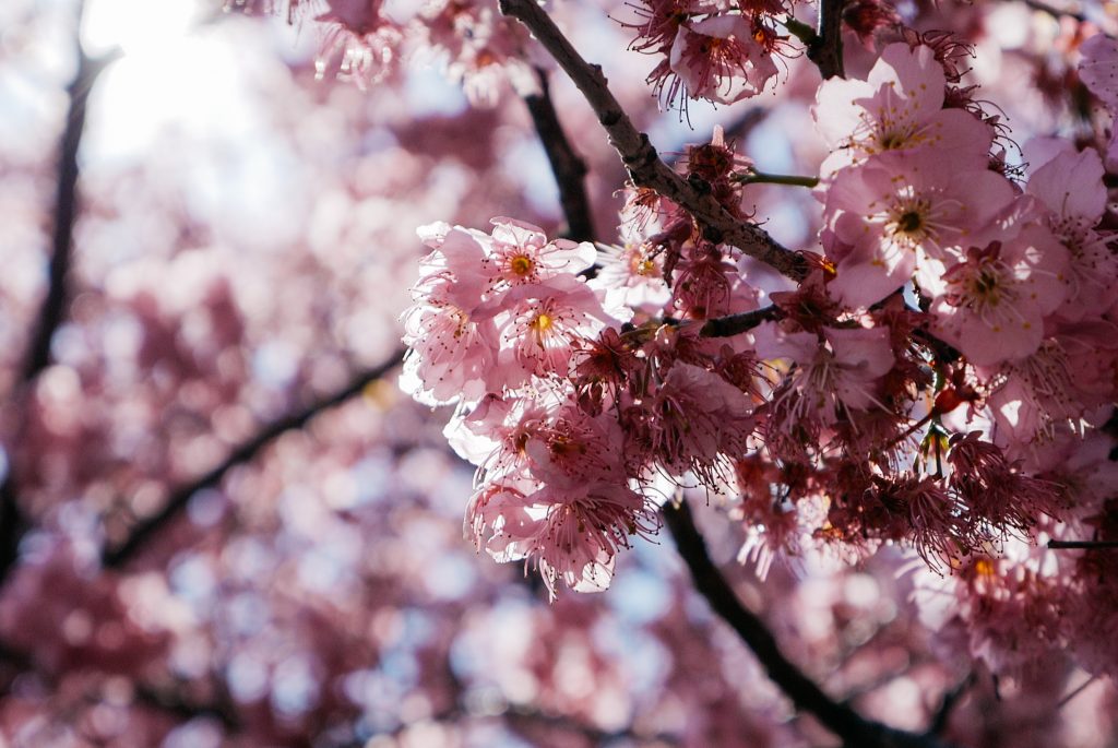 Taiwan&#8217;s Cherry Blossom Festival 2017!