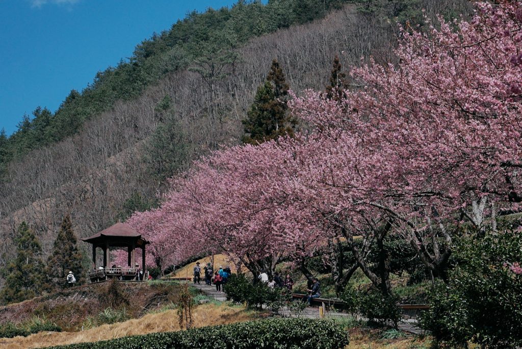 Taiwan&#8217;s Cherry Blossom Festival 2017!