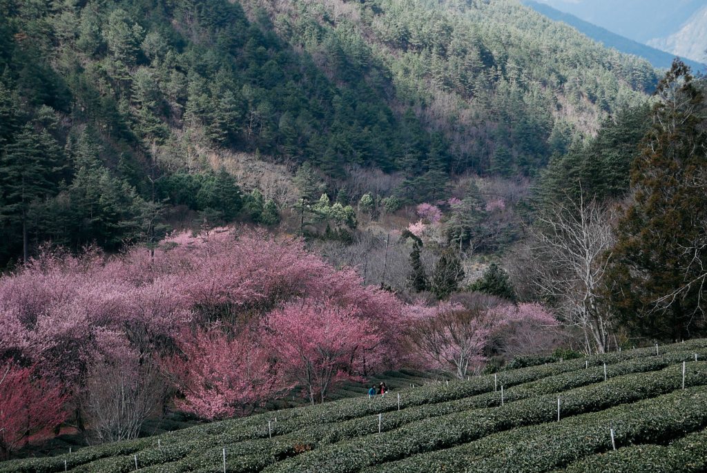 Taiwan&#8217;s Cherry Blossom Festival 2017!