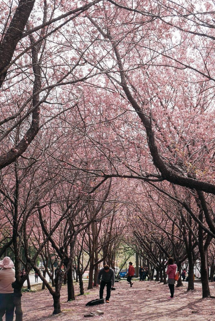 Taiwan&#8217;s Cherry Blossom Festival 2017!