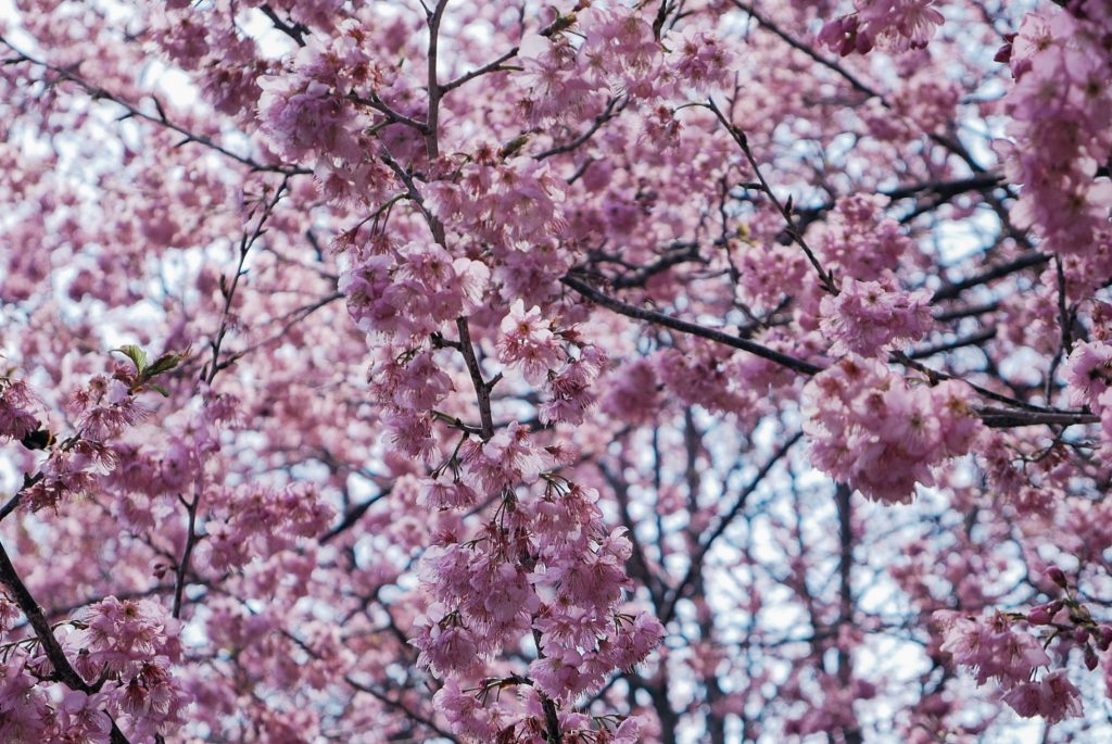 Taiwan&#8217;s Cherry Blossom Festival 2017!