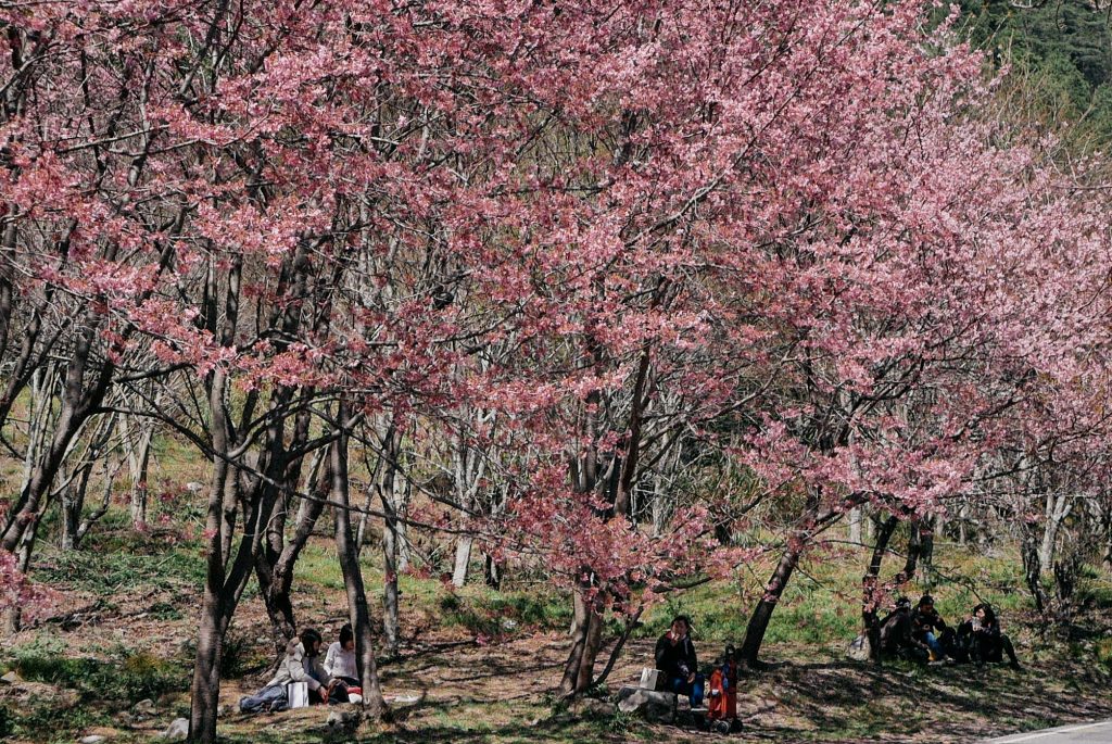 Taiwan&#8217;s Cherry Blossom Festival 2017!