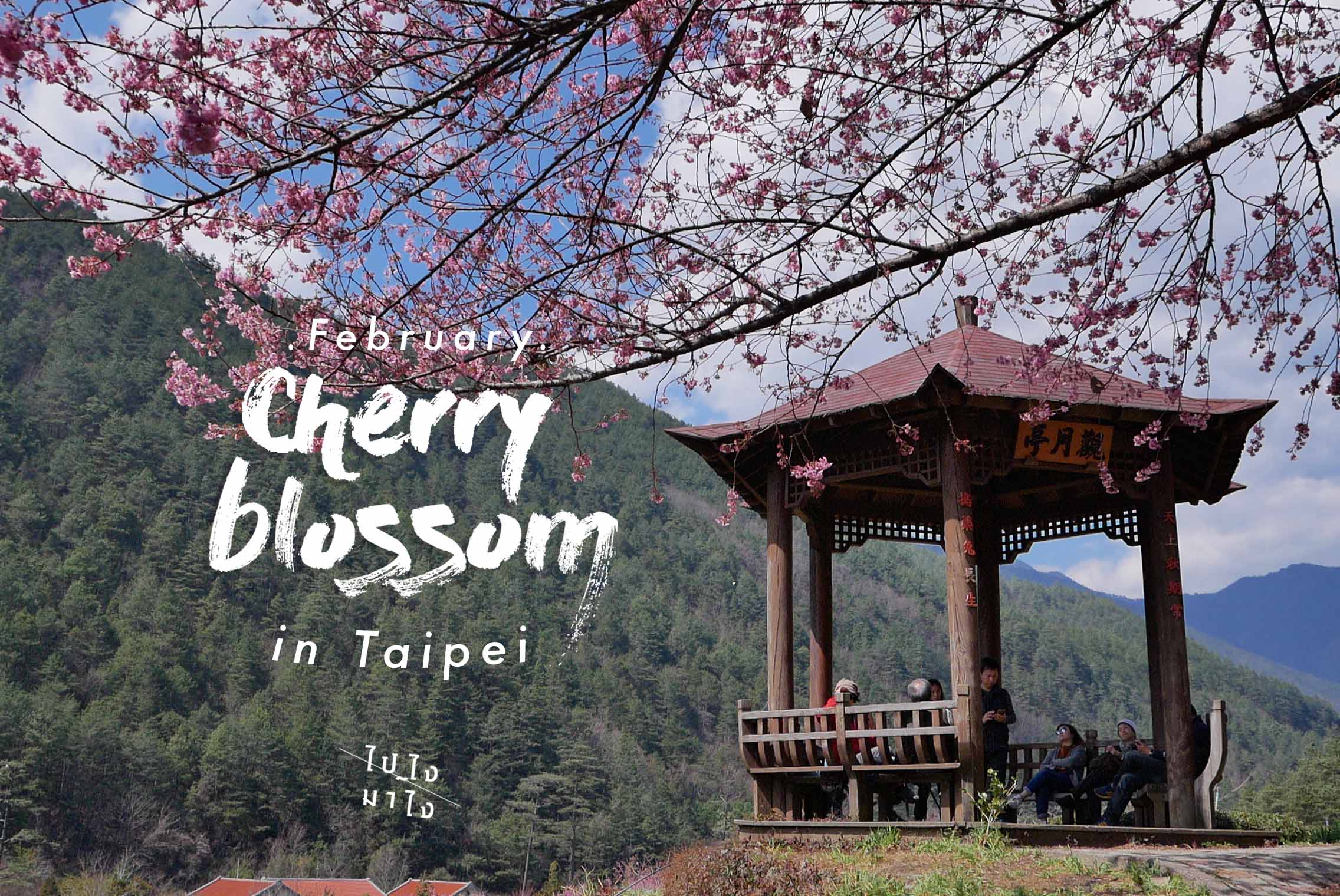 Taiwan’s Cherry Blossom Festival 2017!