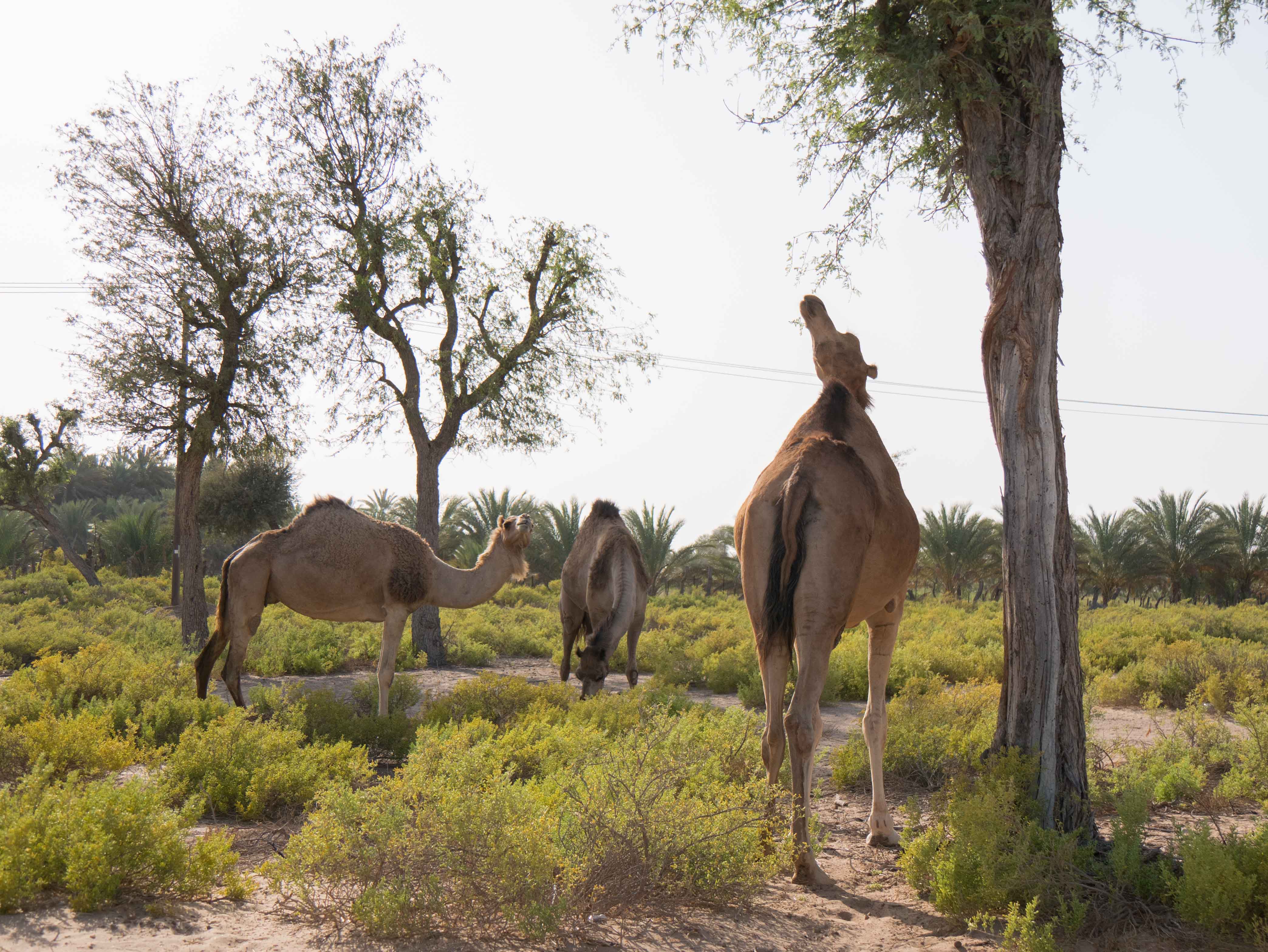 Fearless Adventure in OMAN!