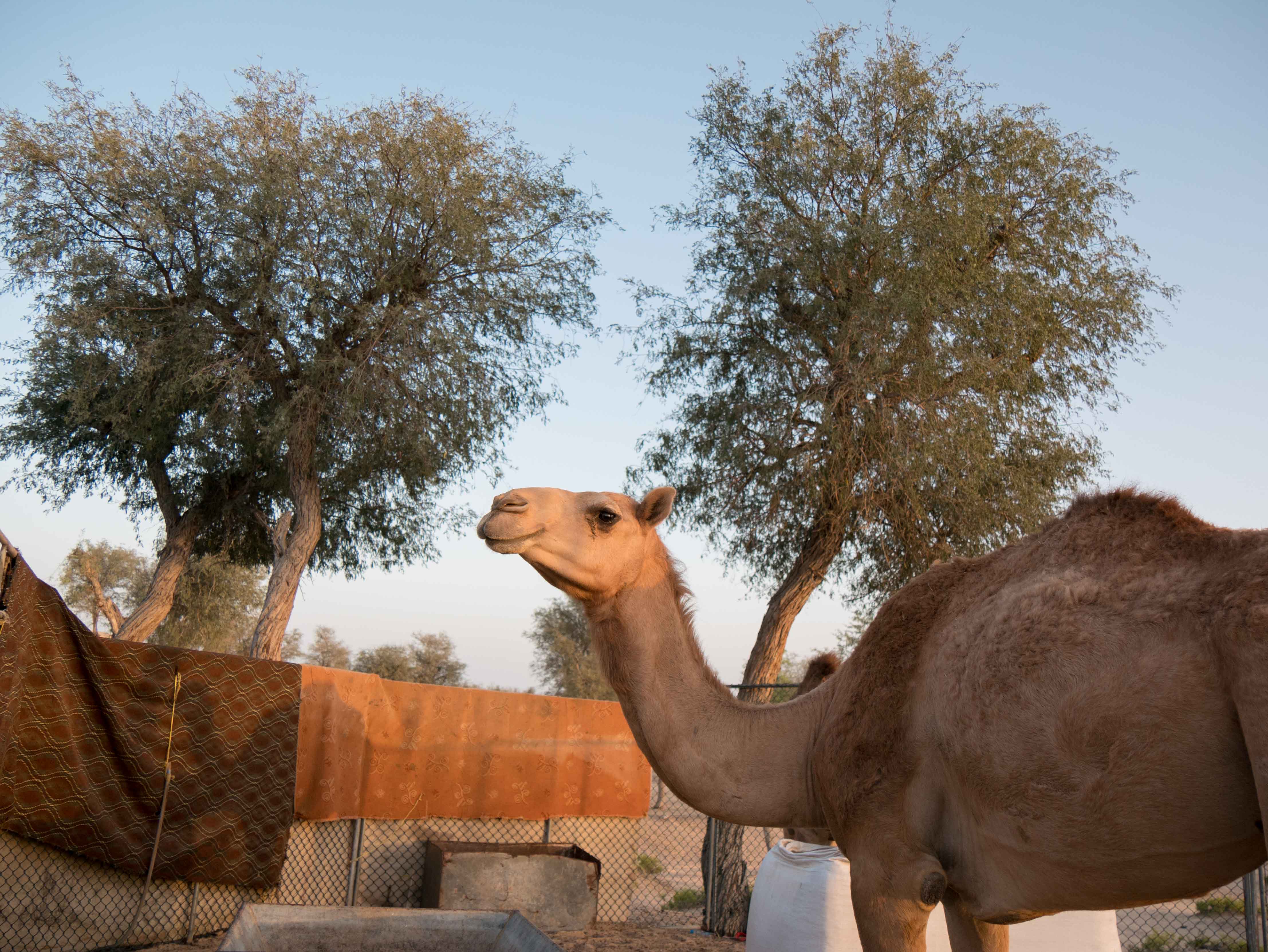 Fearless Adventure in OMAN!