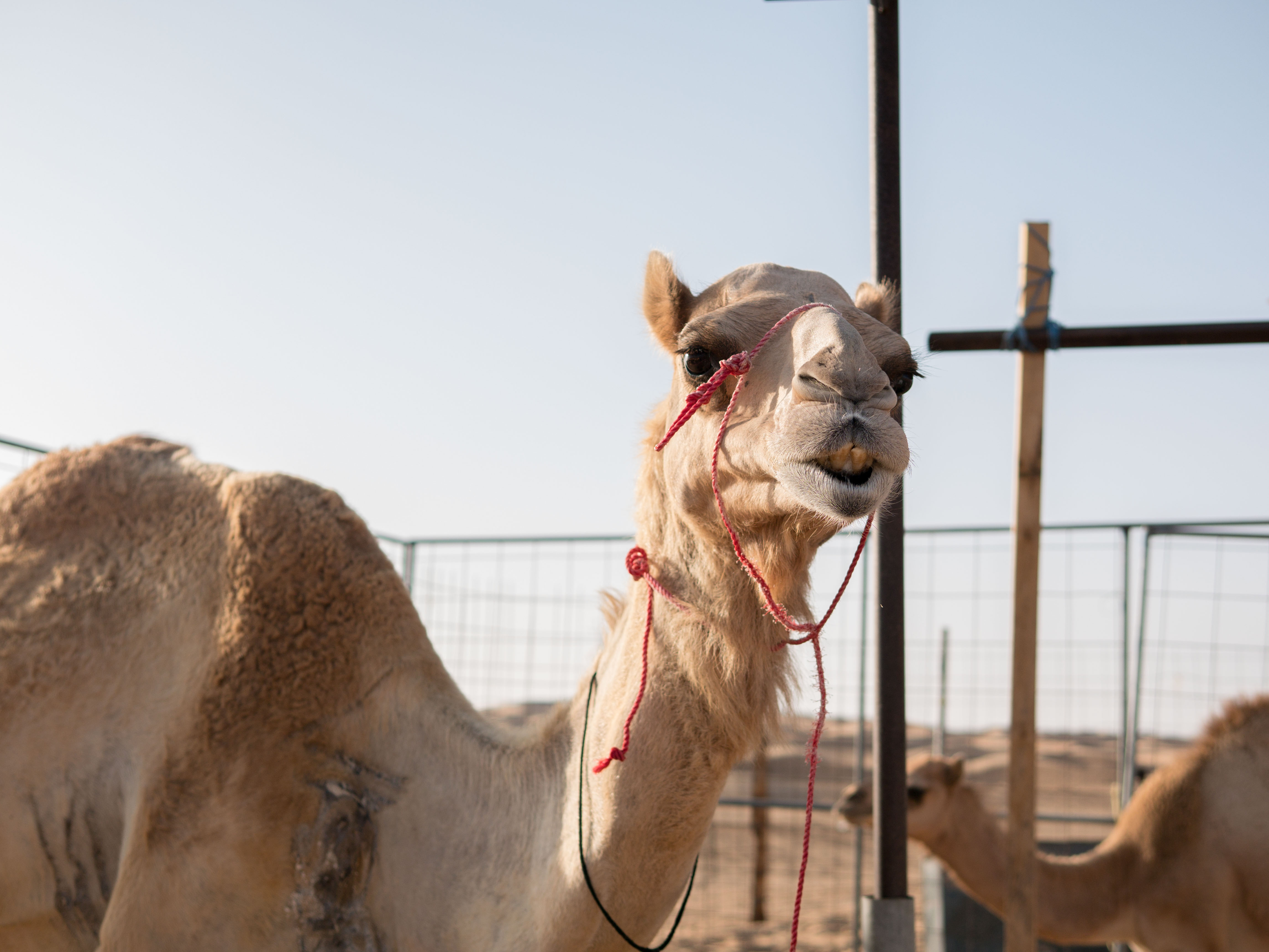 Fearless Adventure in OMAN!