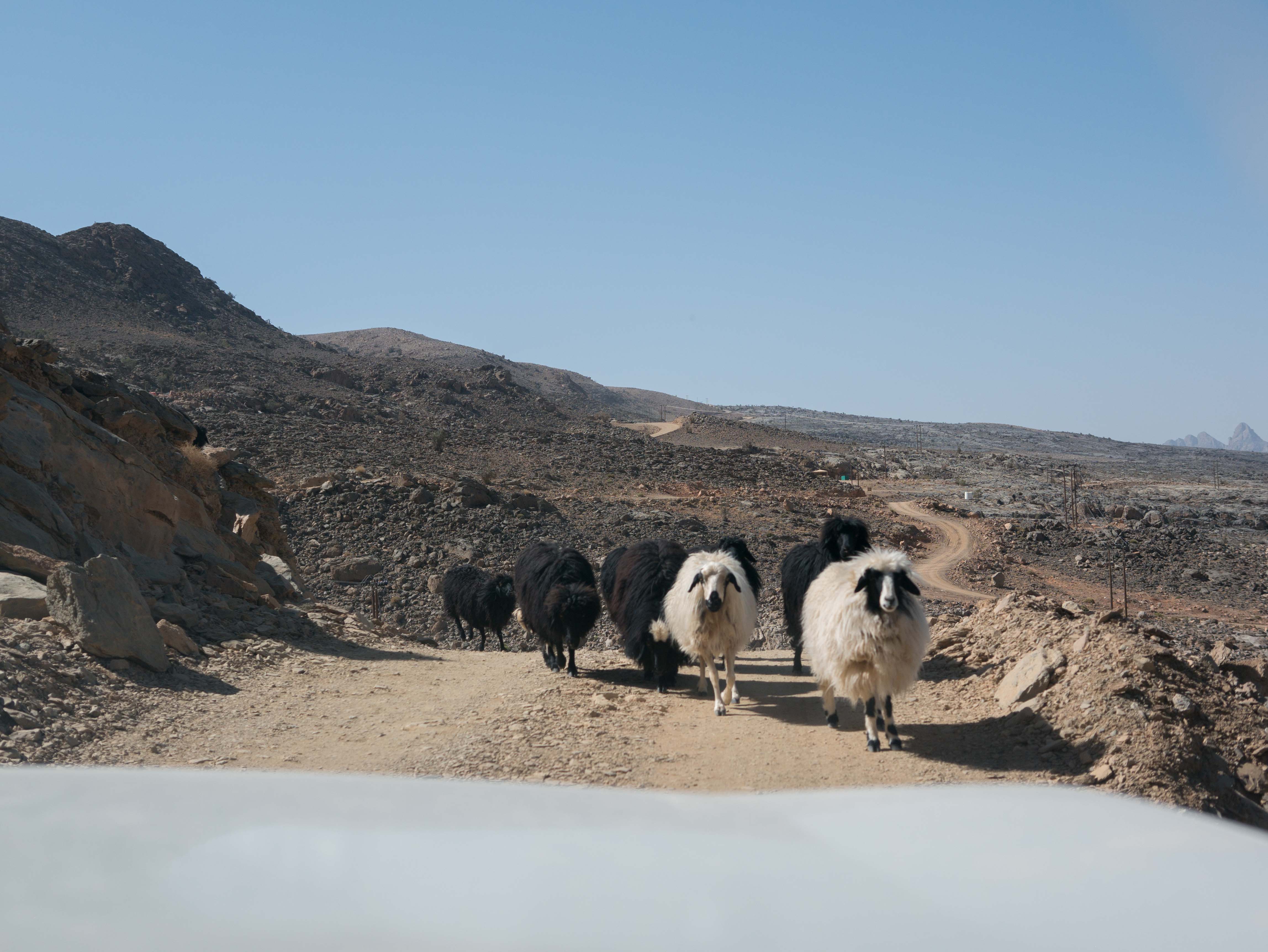 Fearless Adventure in OMAN!