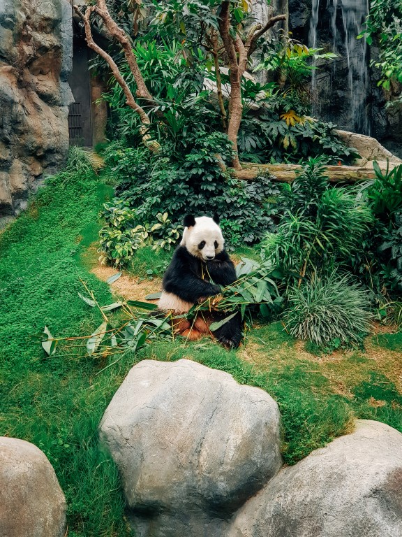 Adventure in Ocean Park,Hong Kong!