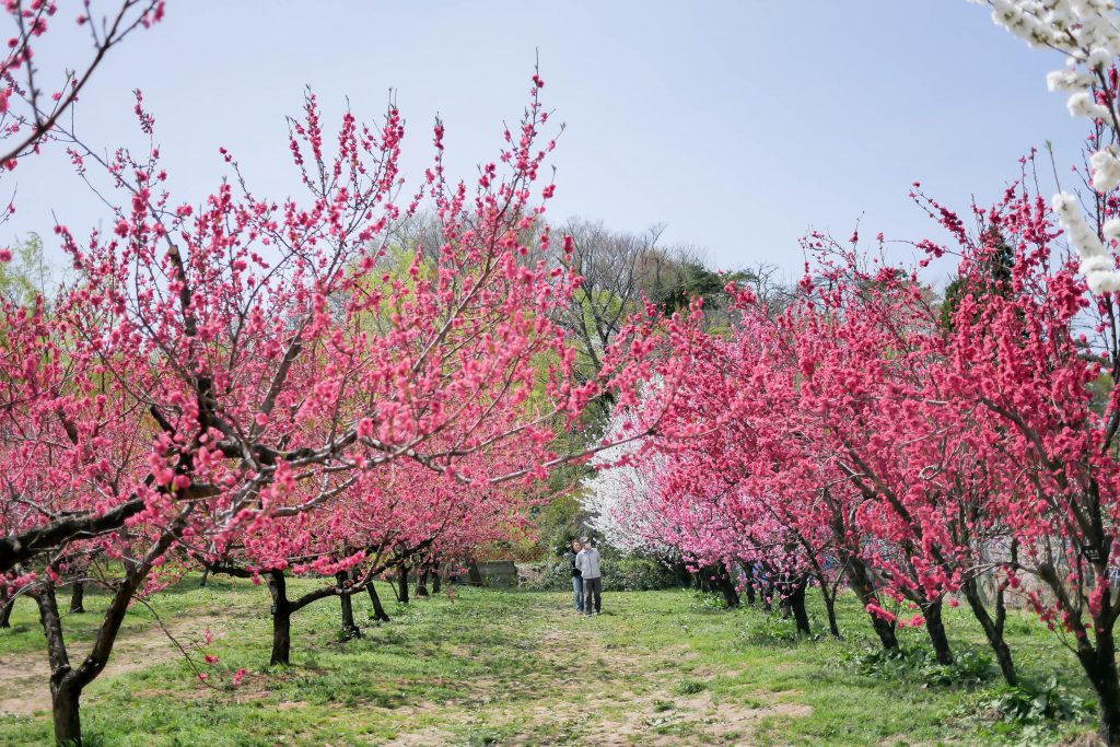 WAKU FUKUSHIMA!