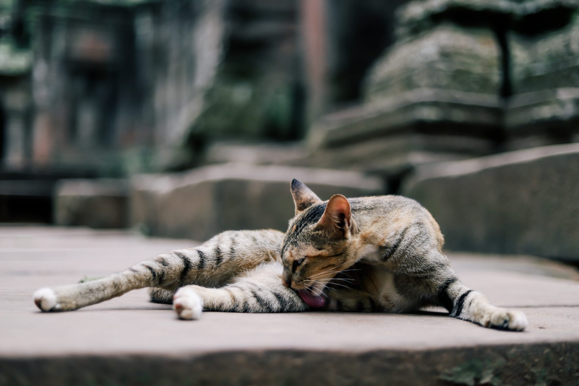 Hello Angkor! , SIEM REAP