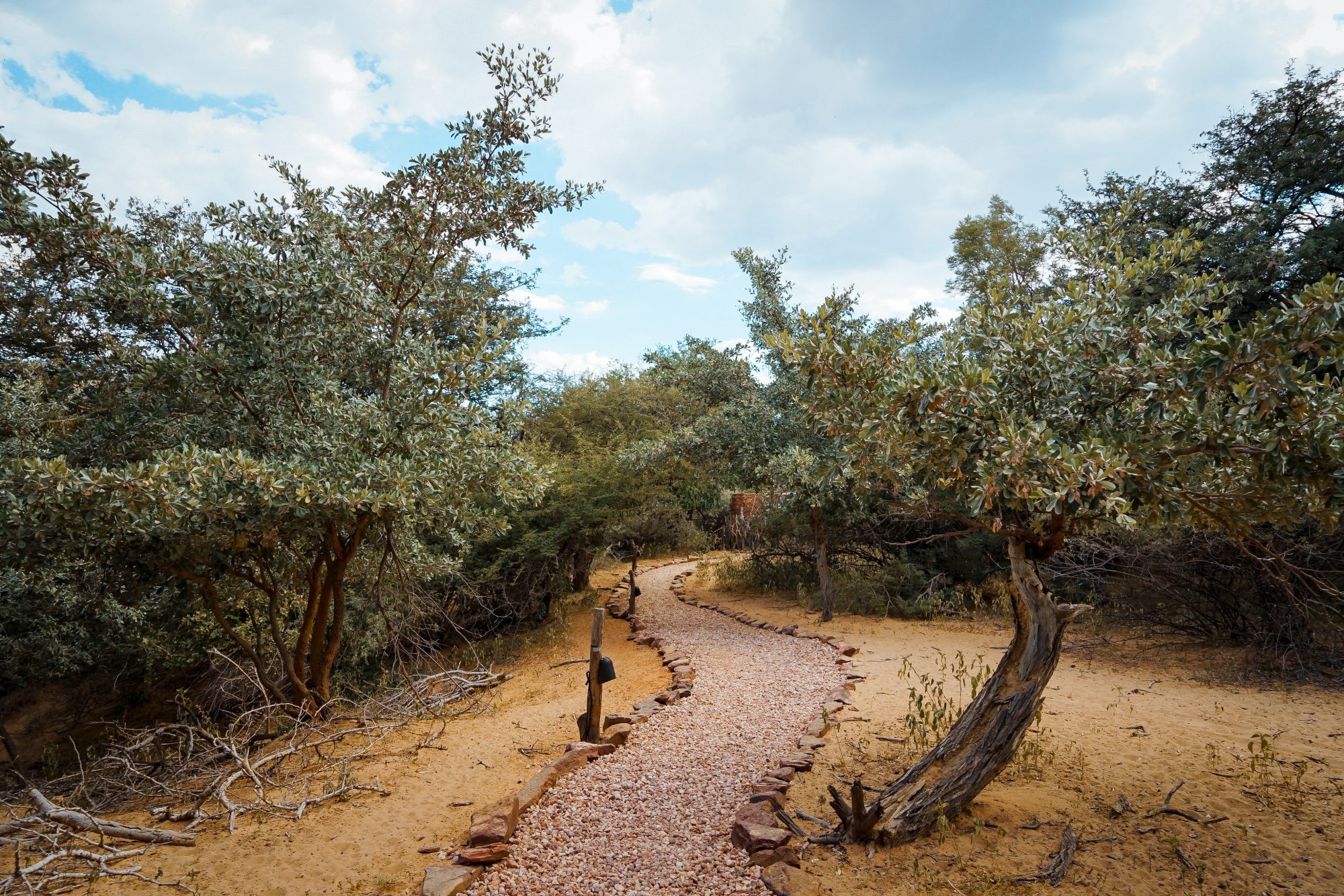 Deep in the Safari, South Africa.