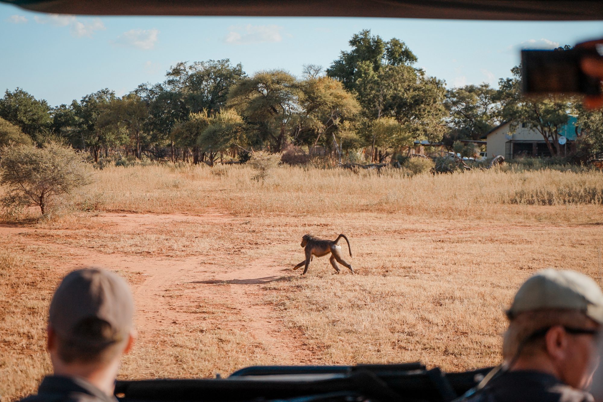 Deep in the Safari, South Africa.