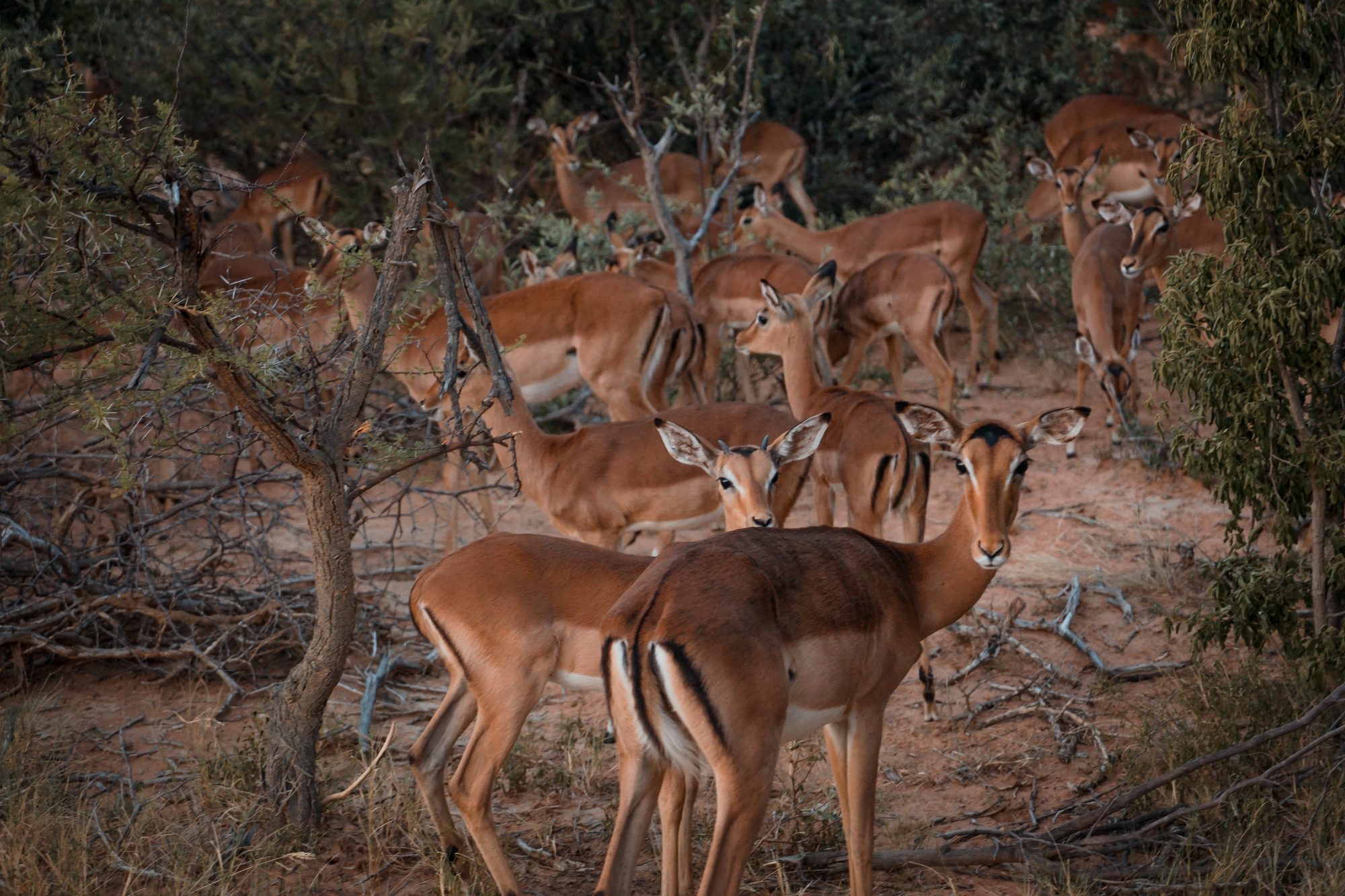 Deep in the Safari, South Africa.