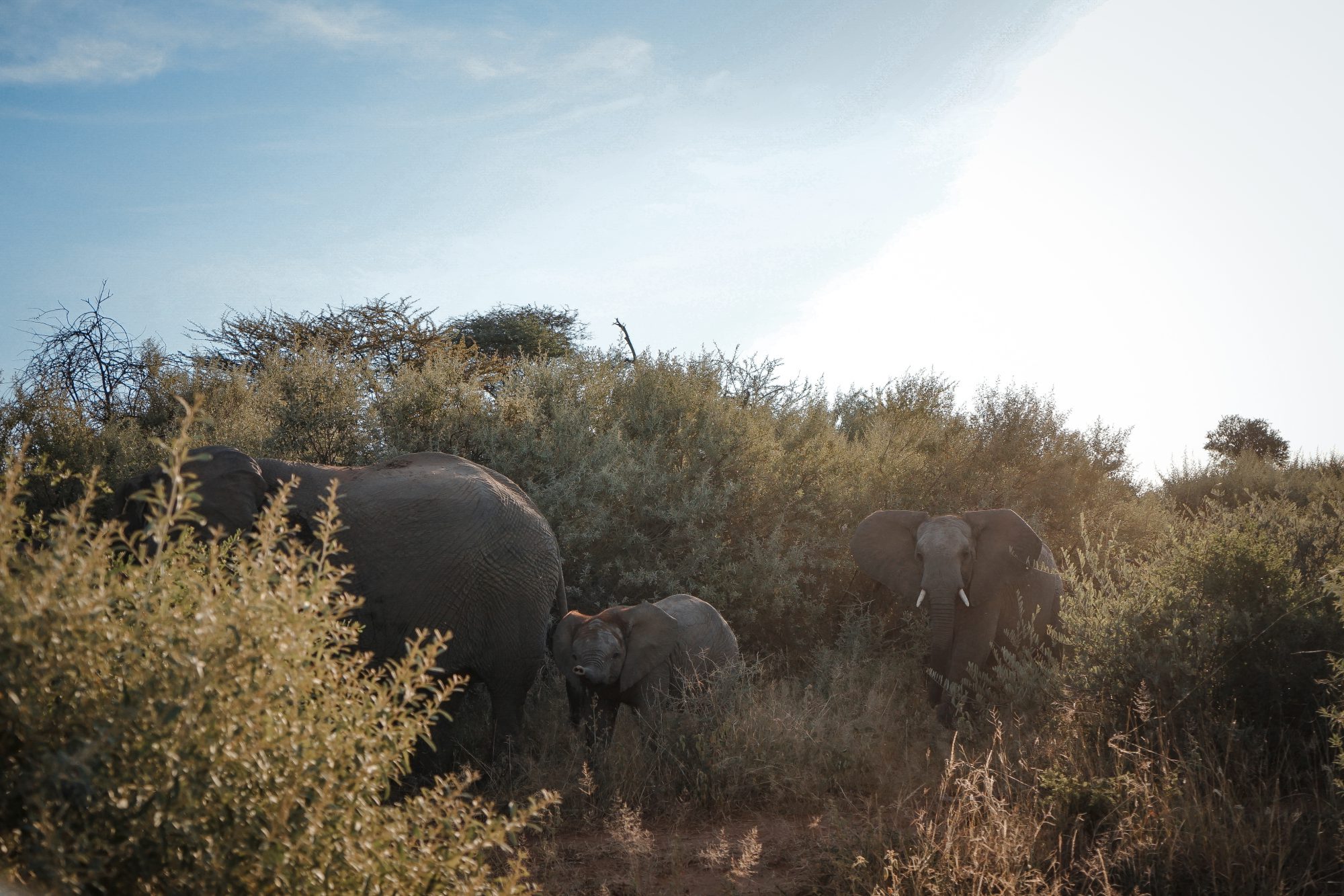 Deep in the Safari, South Africa.