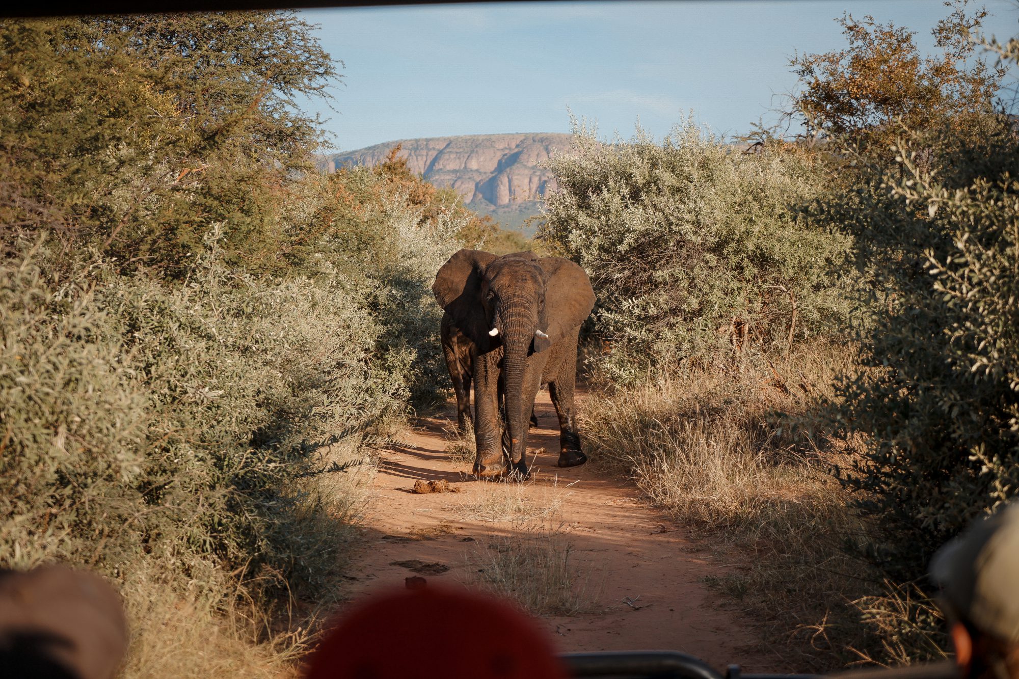 Deep in the Safari, South Africa.