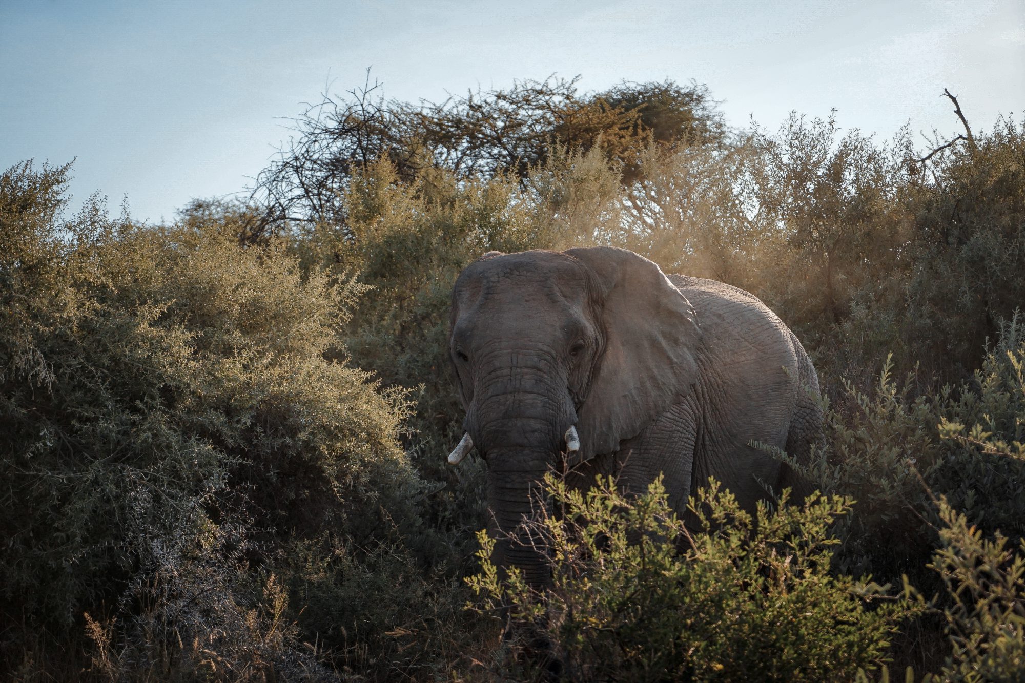 Deep in the Safari, South Africa.