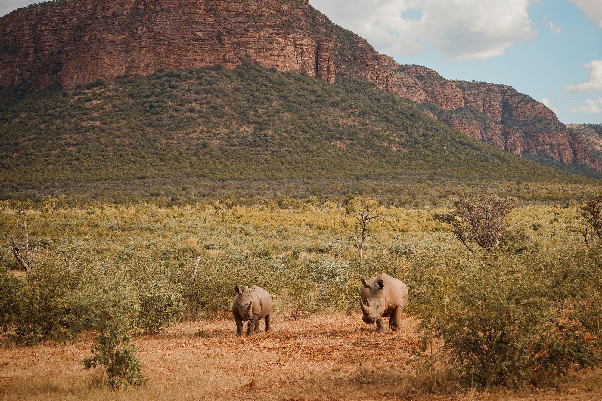 Deep in the Safari, South Africa.