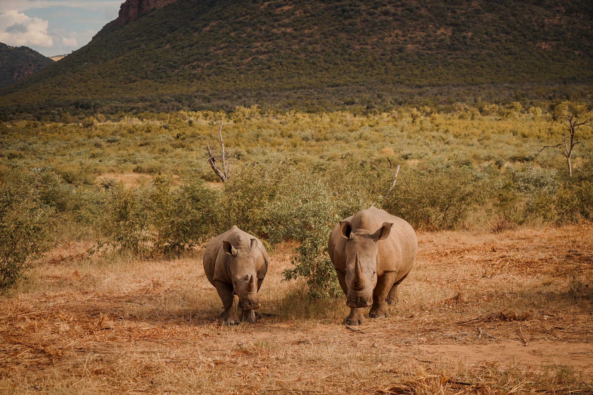 Deep in the Safari, South Africa.