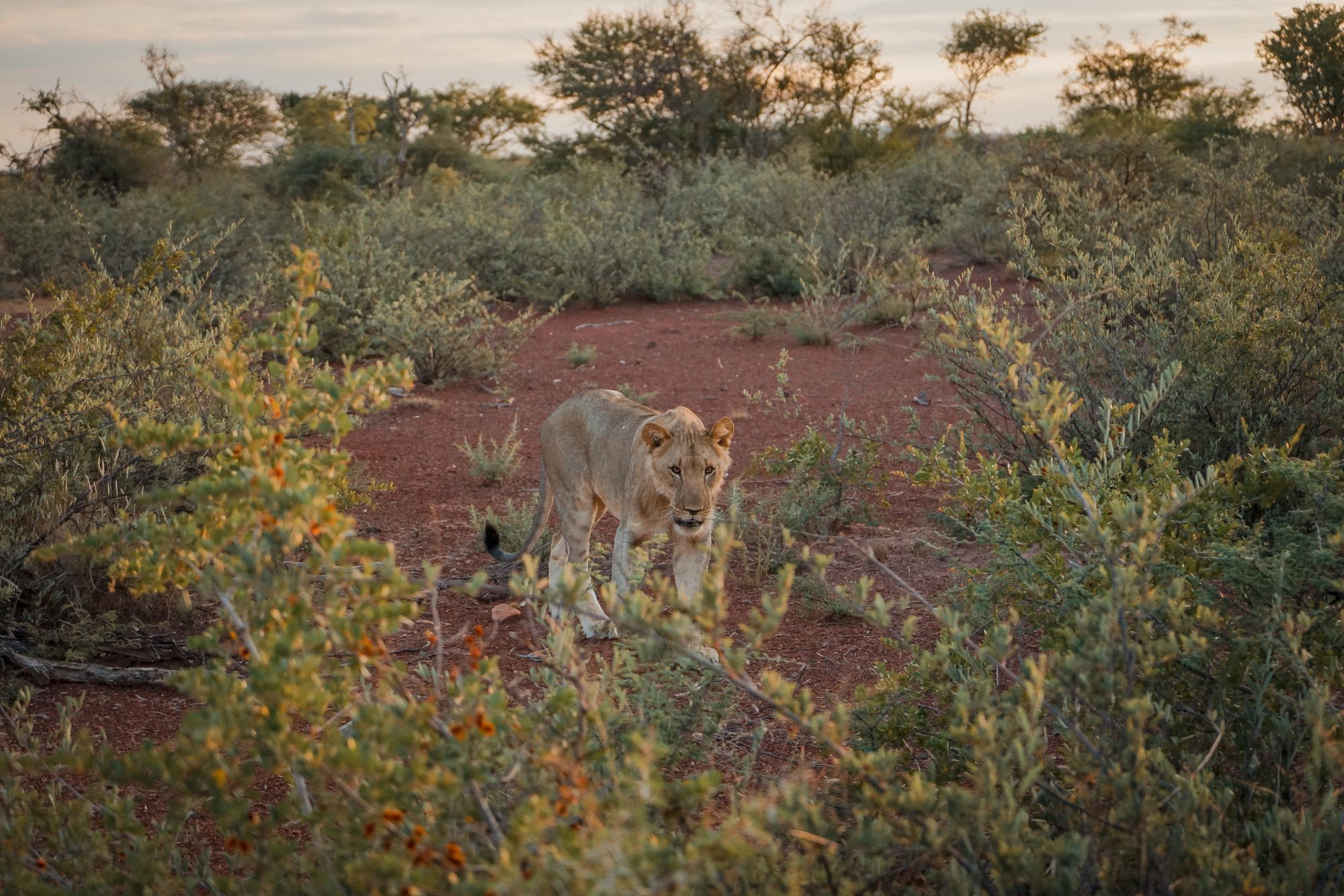 Deep in the Safari, South Africa.