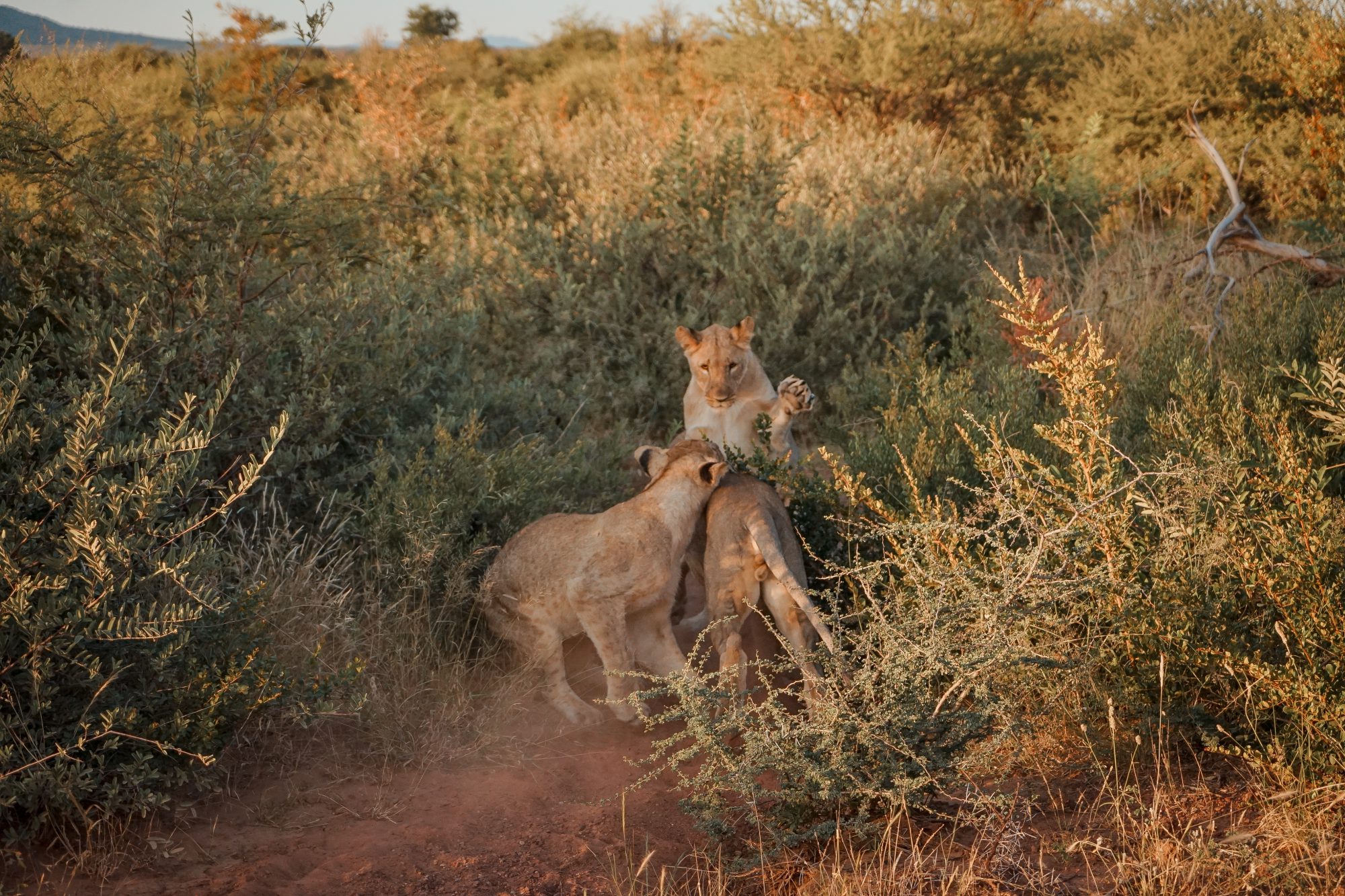 Deep in the Safari, South Africa.