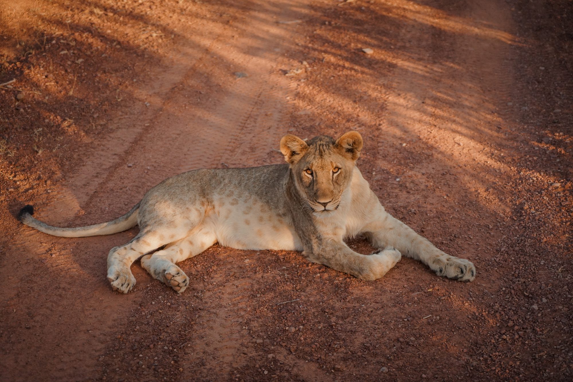 Deep in the Safari, South Africa.