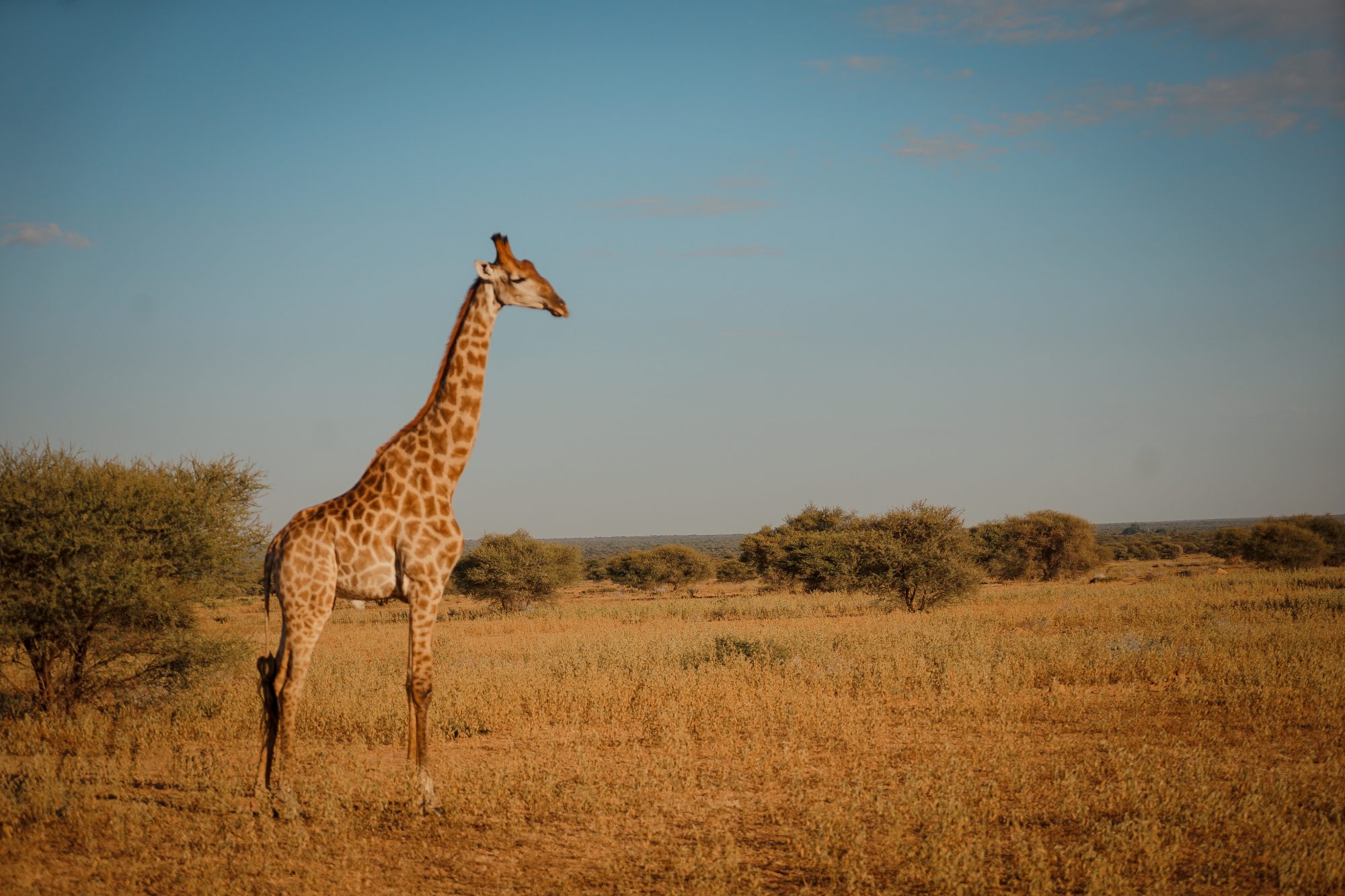 Deep in the Safari, South Africa.