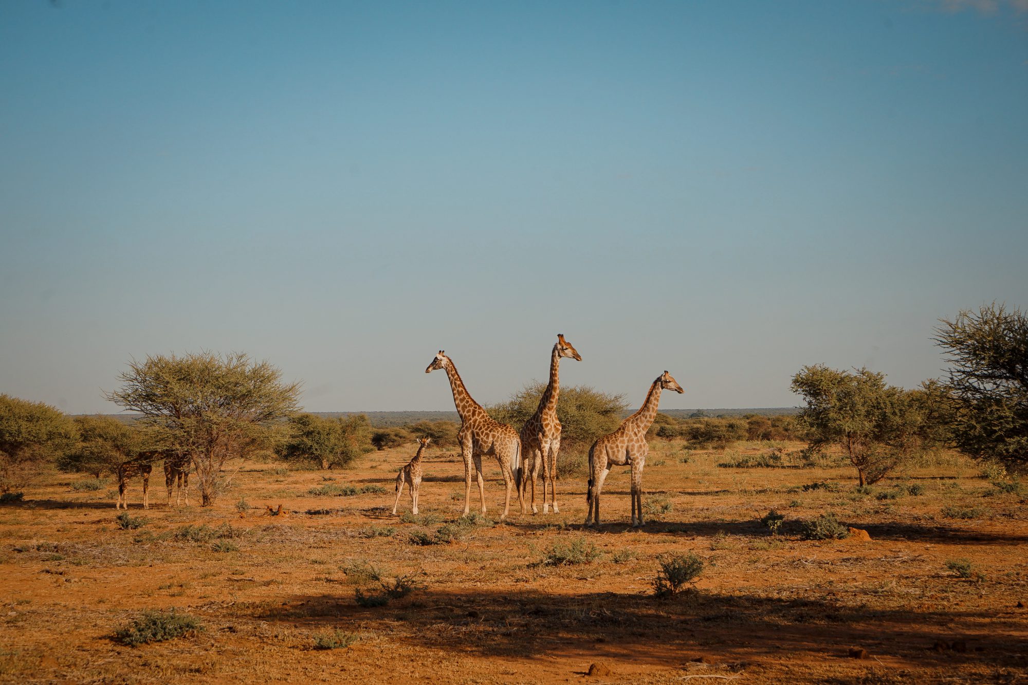 Deep in the Safari, South Africa.