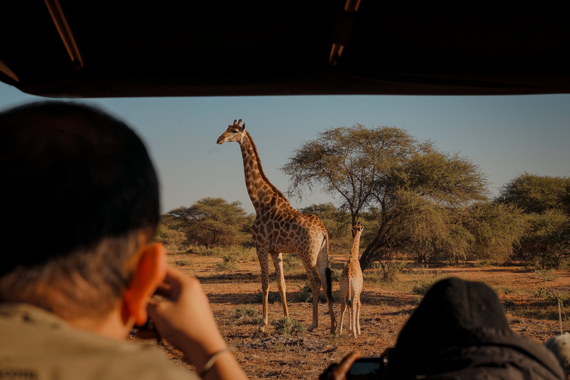 Deep in the Safari, South Africa.