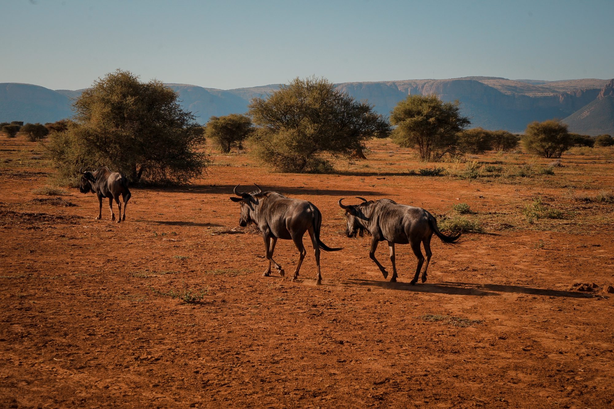 Deep in the Safari, South Africa.