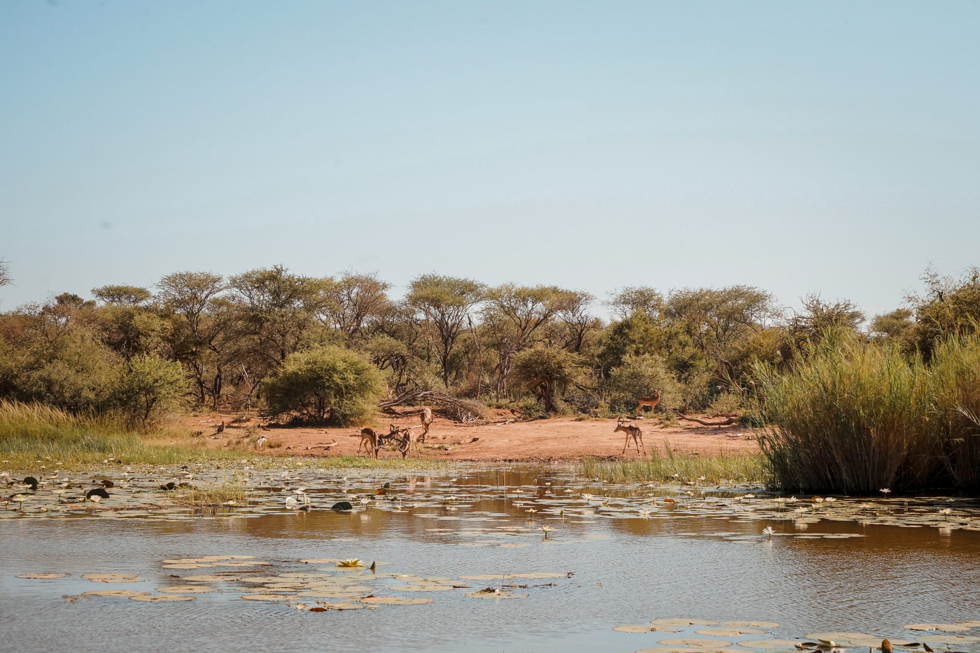 Deep in the Safari, South Africa.