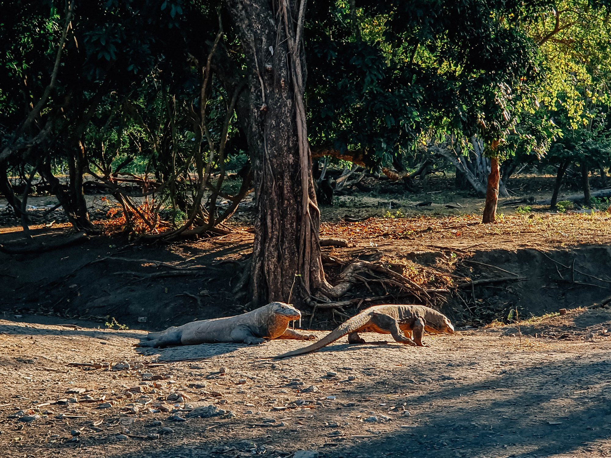 Live in No Land, Komodo &#8211; Flores Island!