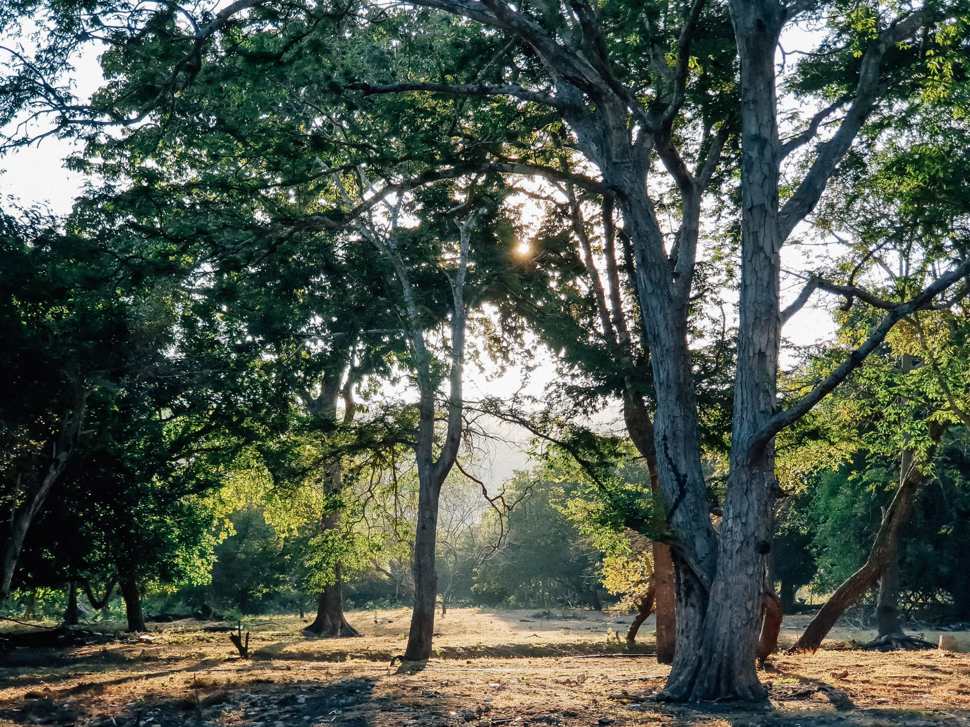 Live in No Land, Komodo &#8211; Flores Island!