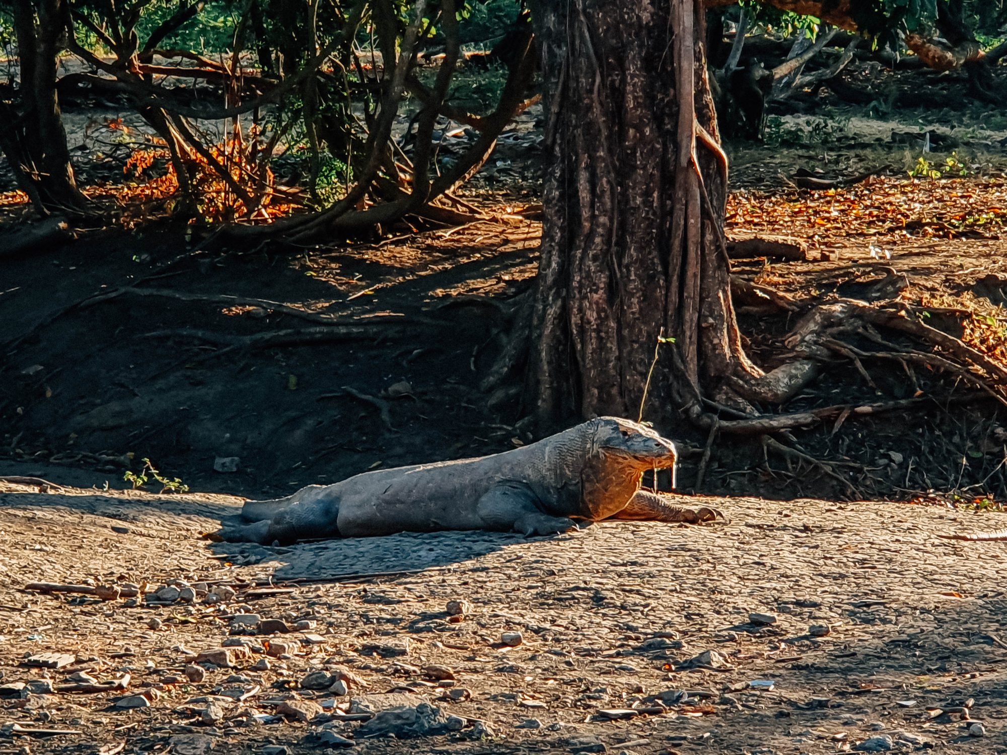 Live in No Land, Komodo &#8211; Flores Island!