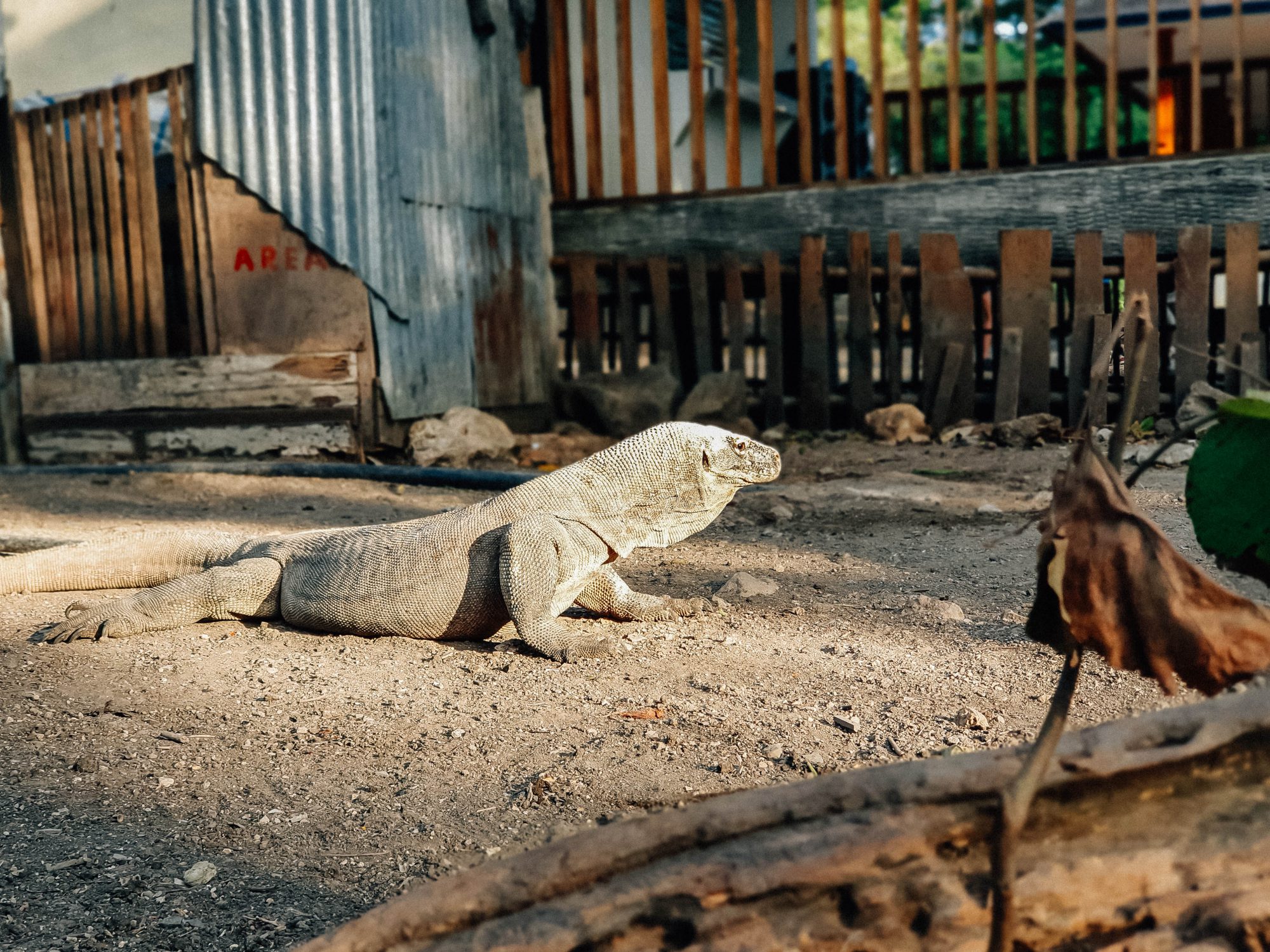 Live in No Land, Komodo &#8211; Flores Island!