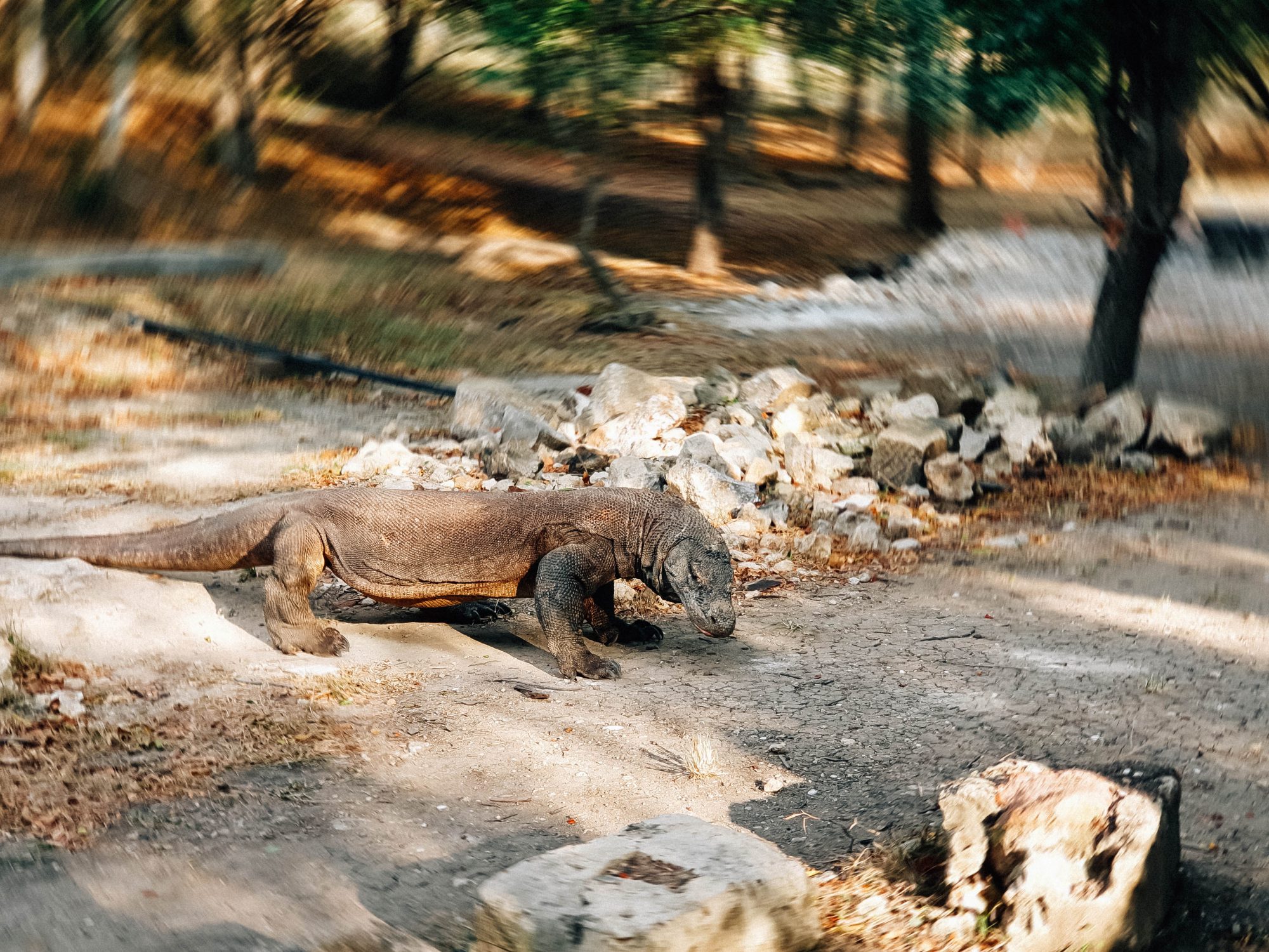 Live in No Land, Komodo &#8211; Flores Island!