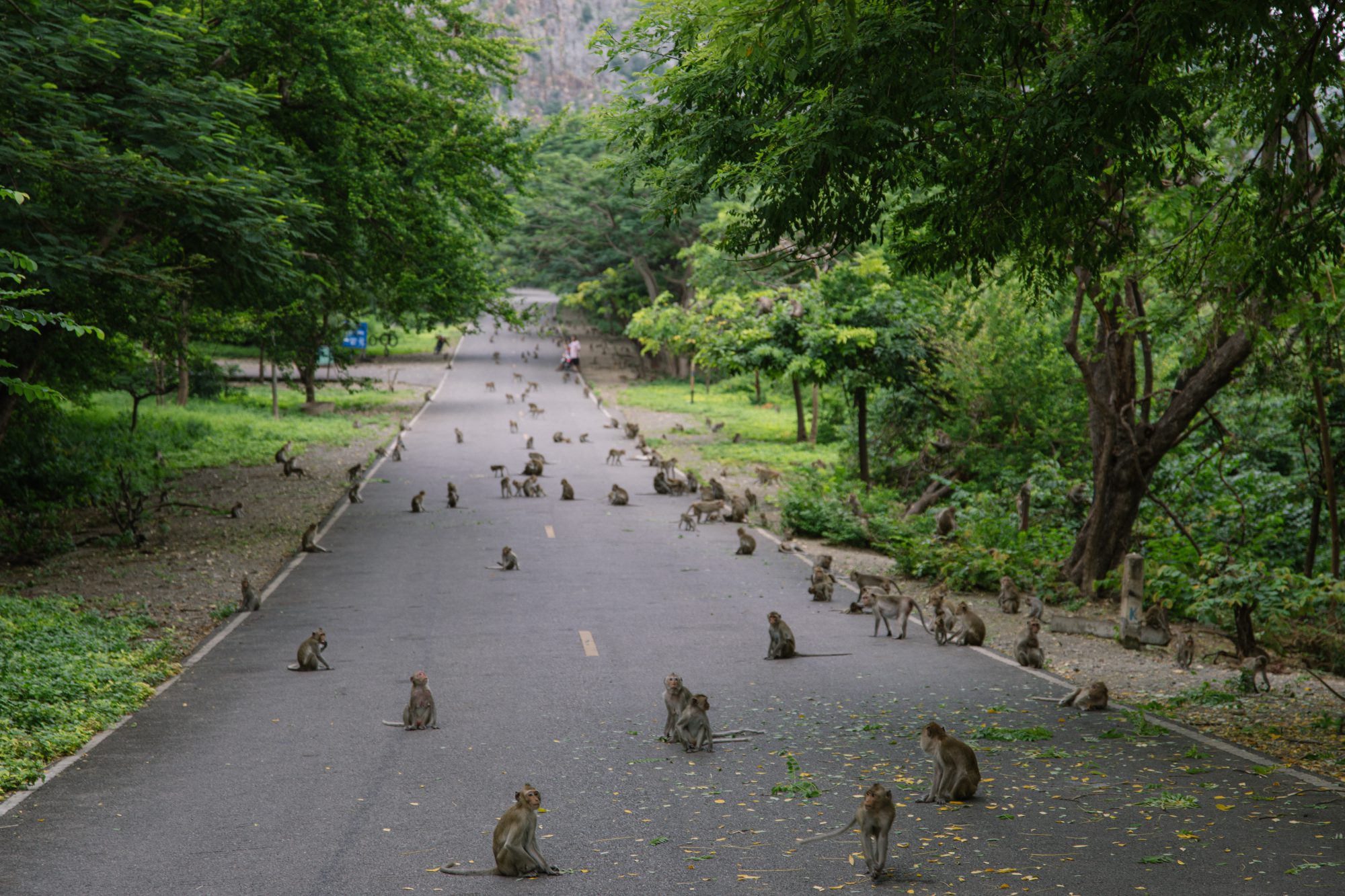 3 วันในราชบุรีเที่ยวไม่เหนื่อย เน้นกินเก่งกับธรรมชาติสวย งานอาร์ตและฝูงลิง