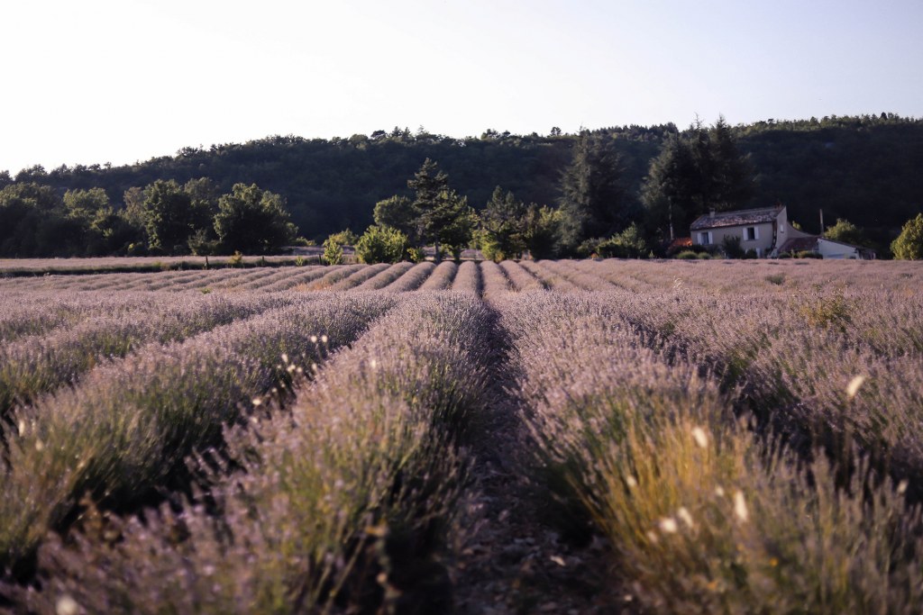 To The South of France, Relaxing Lavender Trip