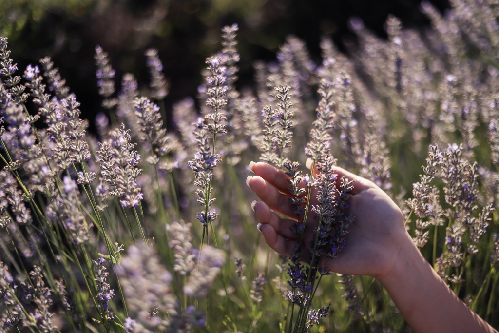 To The South of France, Relaxing Lavender Trip